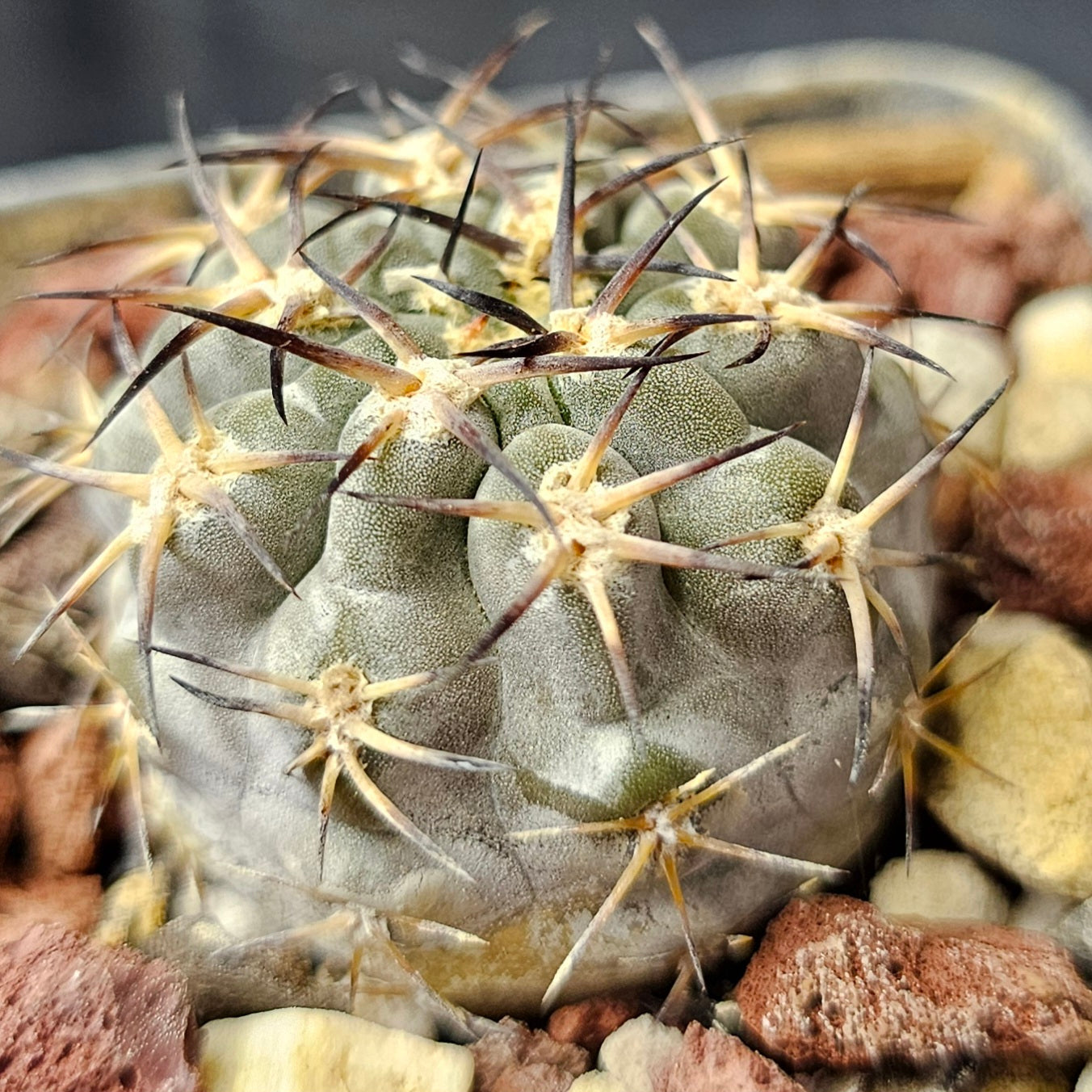 Cactus bundle – 4 plants (Form & Prestige Mix)