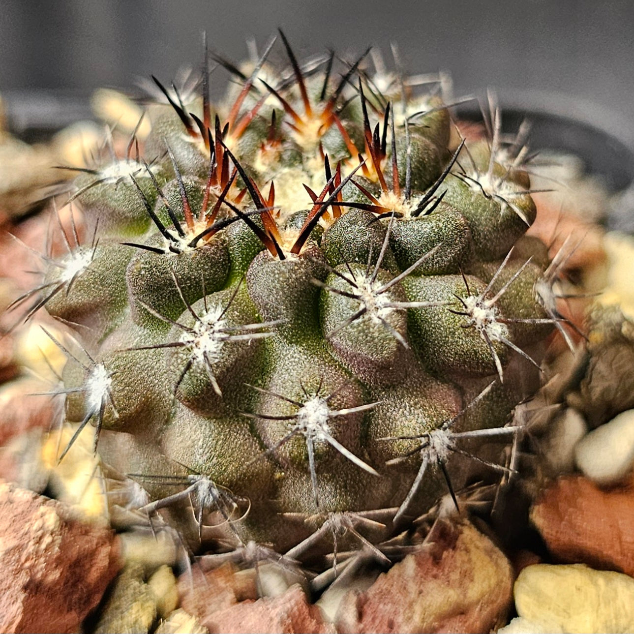 Cactus bundle – 4 plants (Form & Prestige Mix)