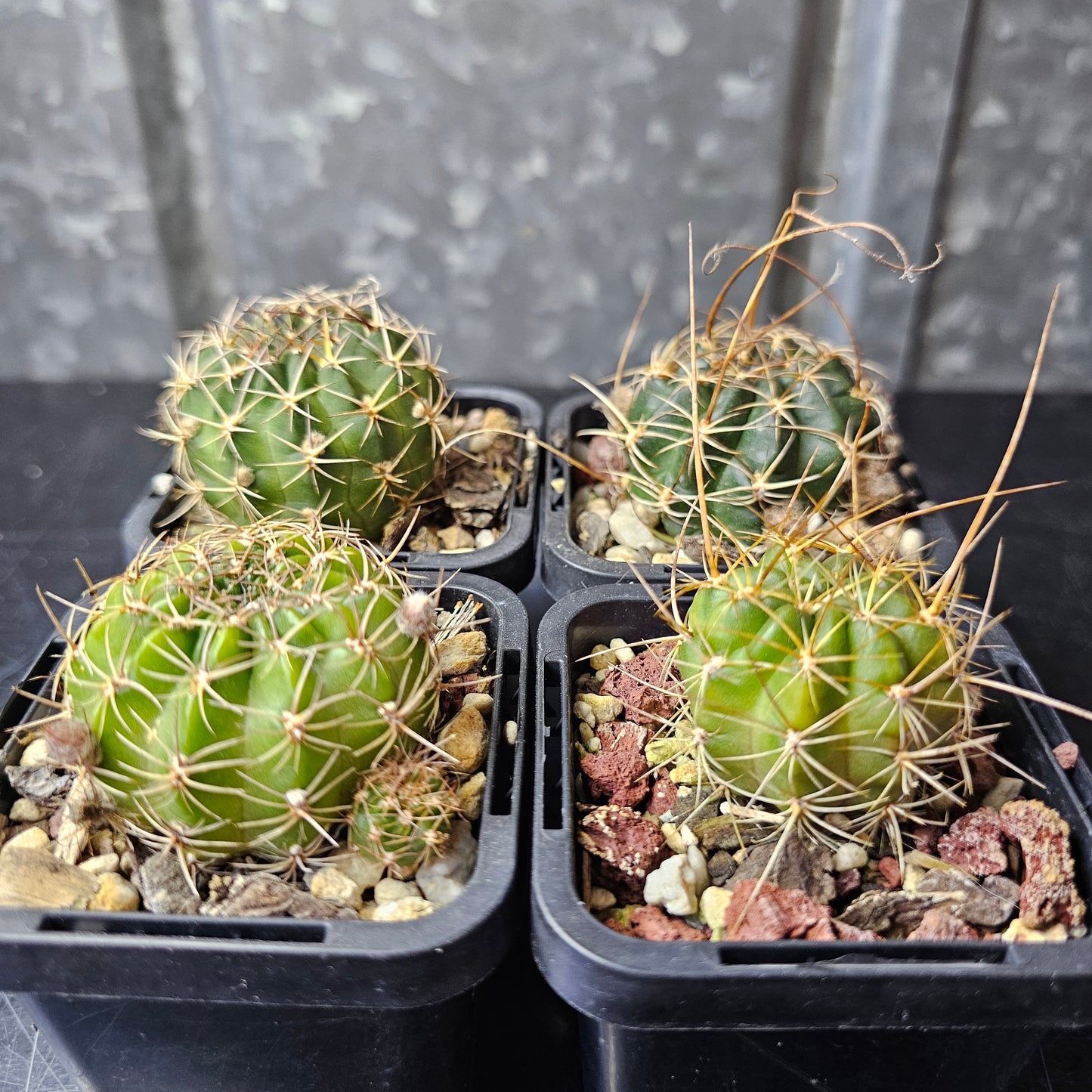 Cactus bundle – 4 plants (Compact Lobivia Flower Power)