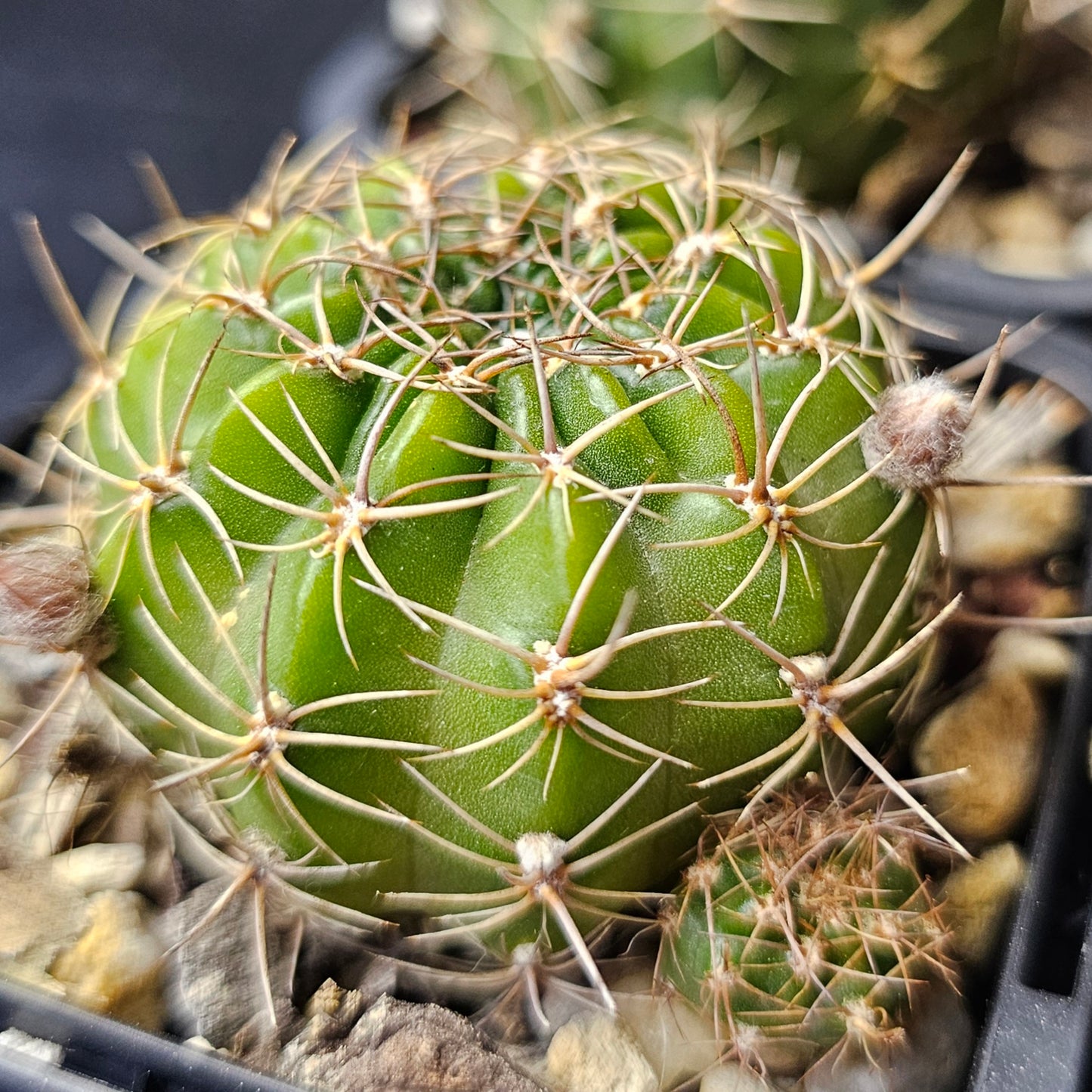 Cactus bundle – 4 plants (Compact Lobivia Flower Power)