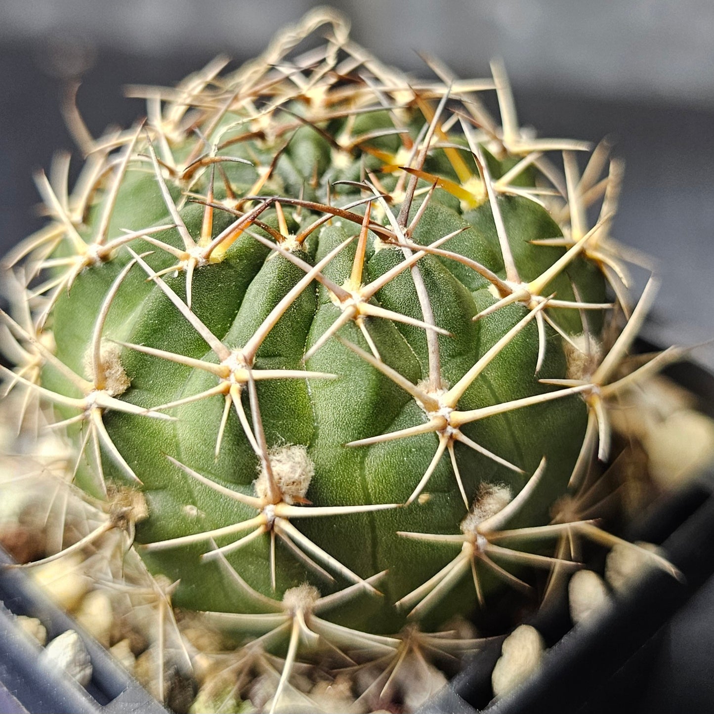 Cactus bundle – 4 plants (Compact Lobivia Flower Power)