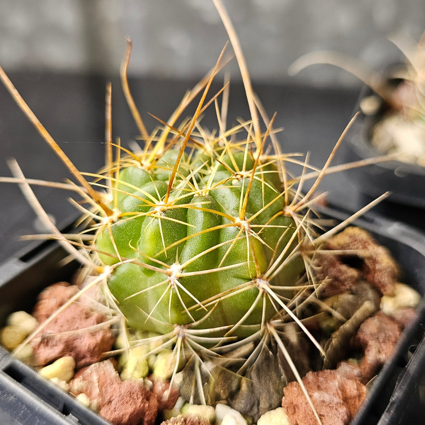Cactus bundle – 4 plants (Compact Lobivia Flower Power)