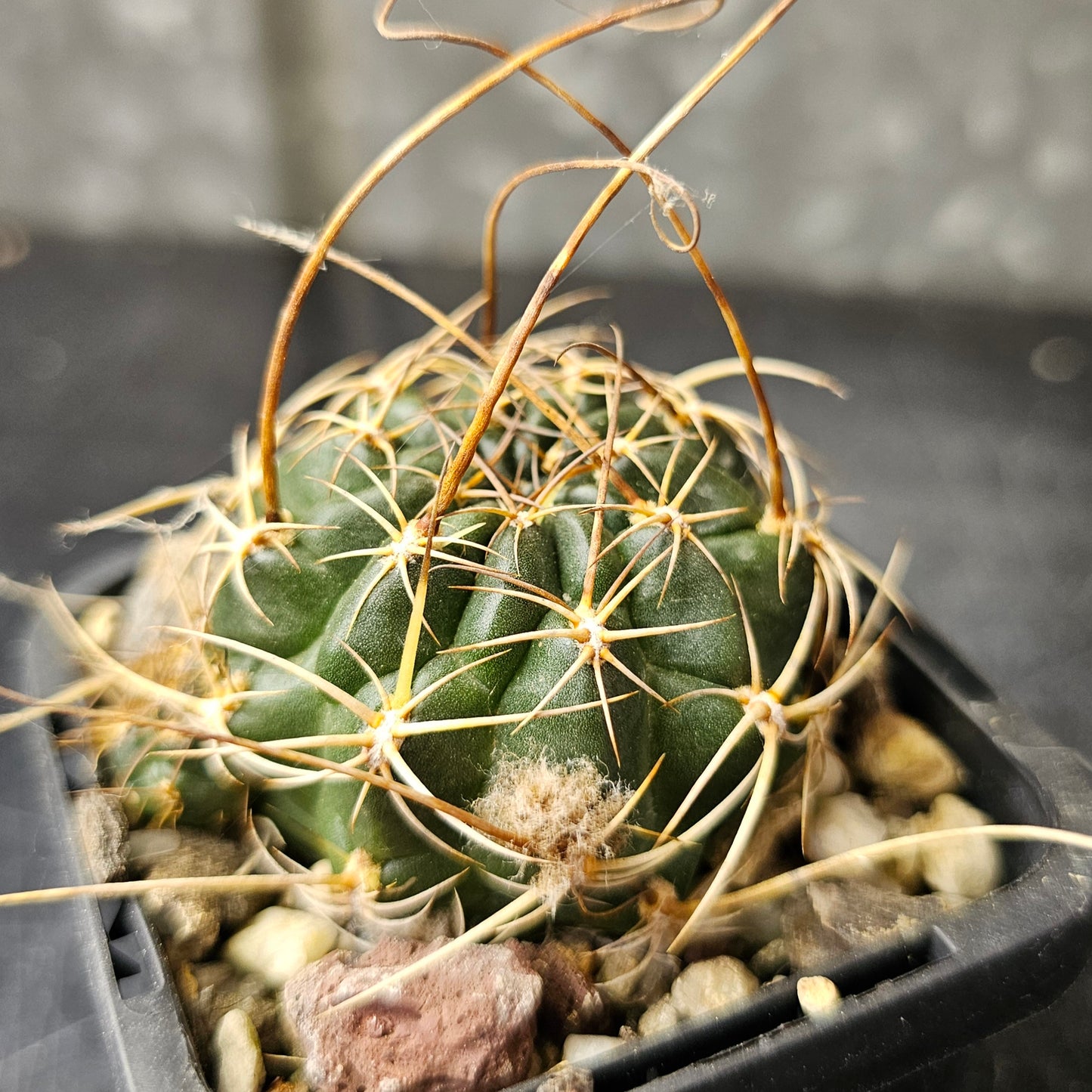 Cactus bundle – 4 plants (Compact Lobivia Flower Power)