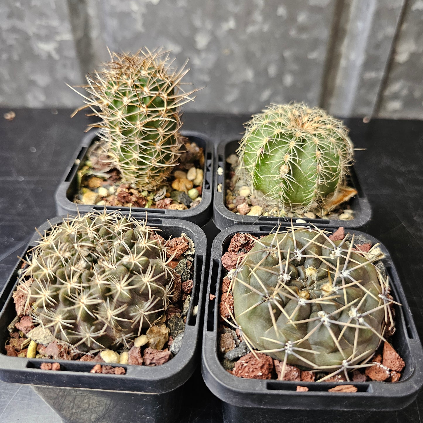 Cactus bundle – 4 plants (Variety Mix)