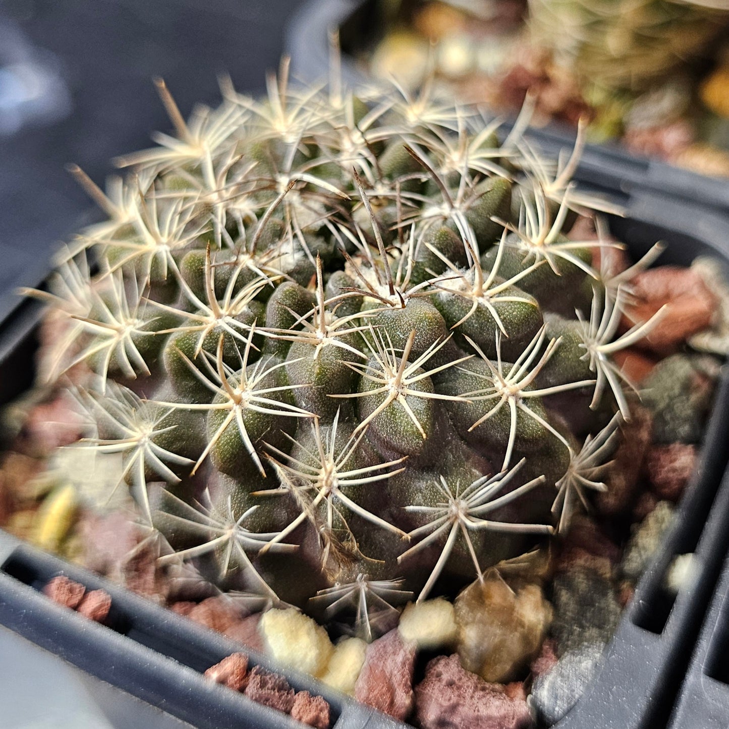 Cactus bundle – 4 plants (Variety Mix)
