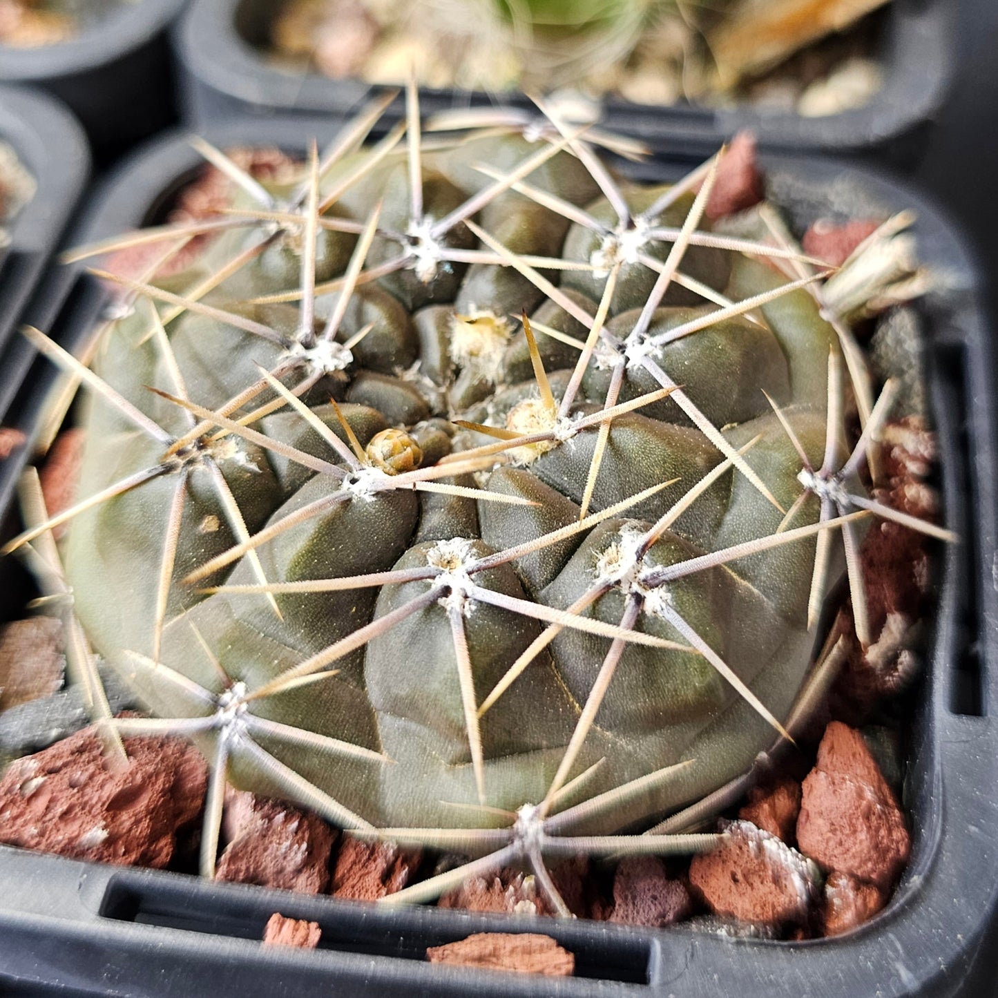 Cactus bundle – 4 plants (Variety Mix)