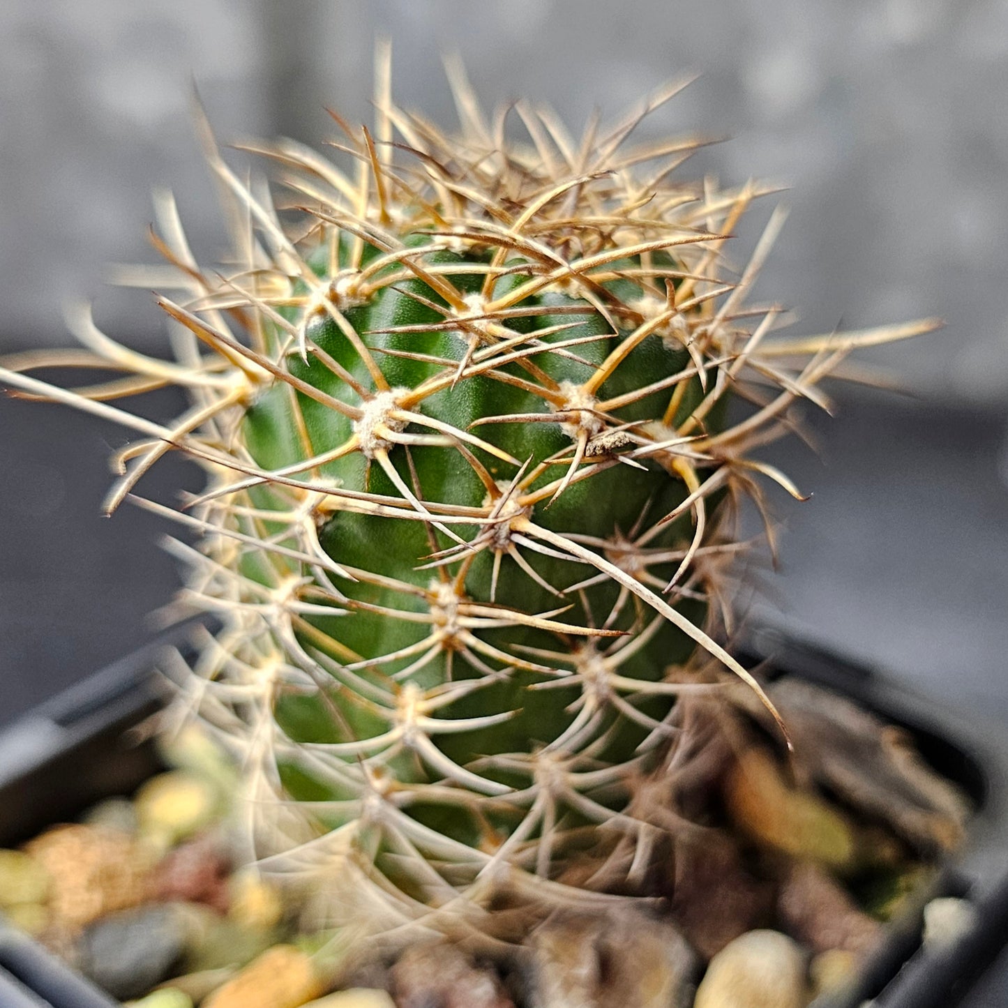 Cactus bundle – 4 plants (Variety Mix)