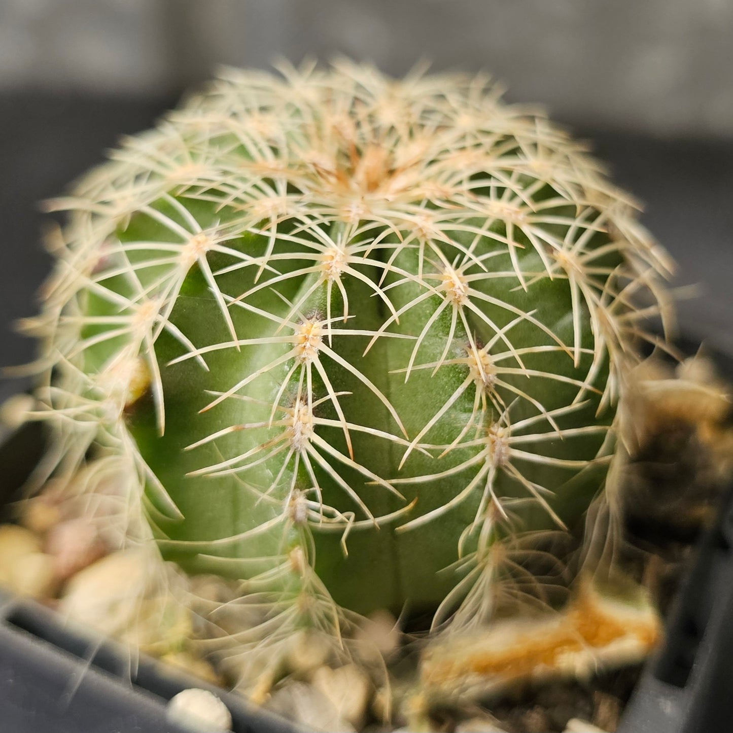 Cactus bundle – 4 plants (Variety Mix)