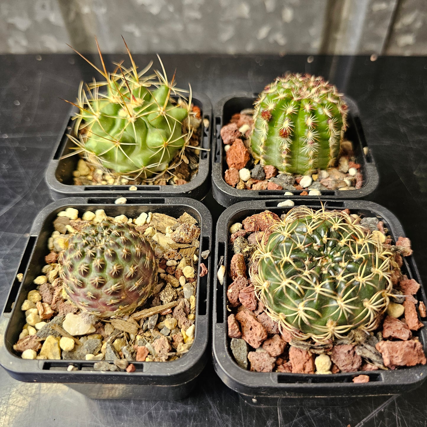 Cactus bundle – 4 plants (Field Seed mix)