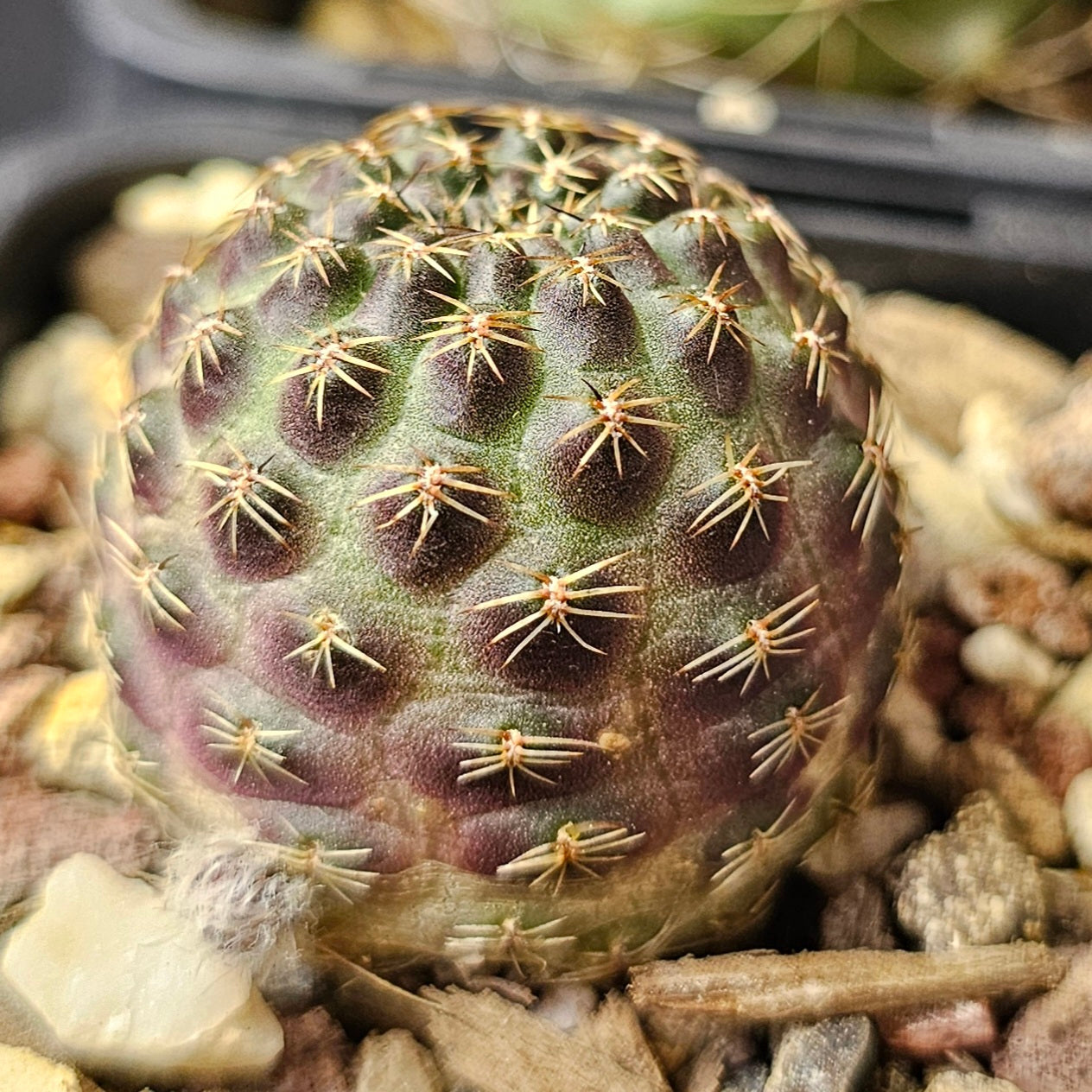Cactus bundle – 4 plants (Field Seed mix)