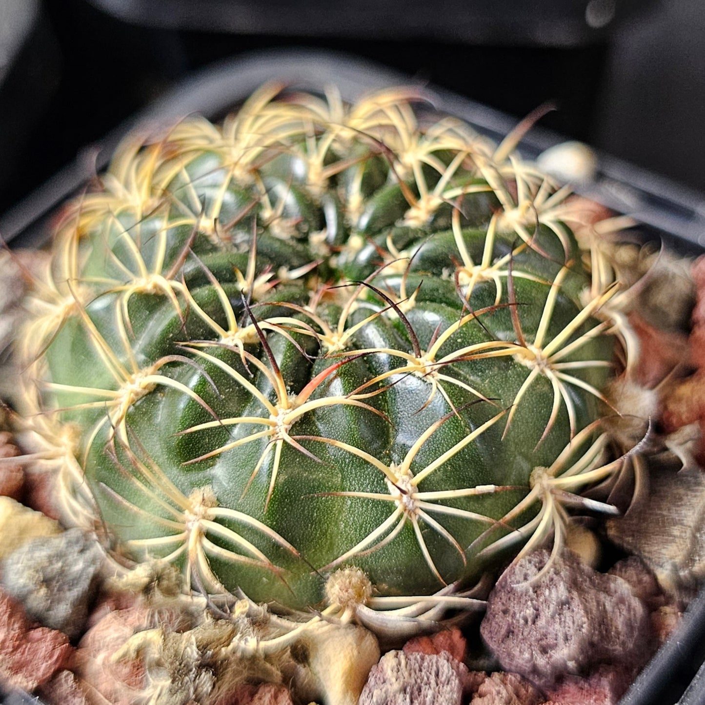 Cactus bundle – 4 plants (Field Seed mix)