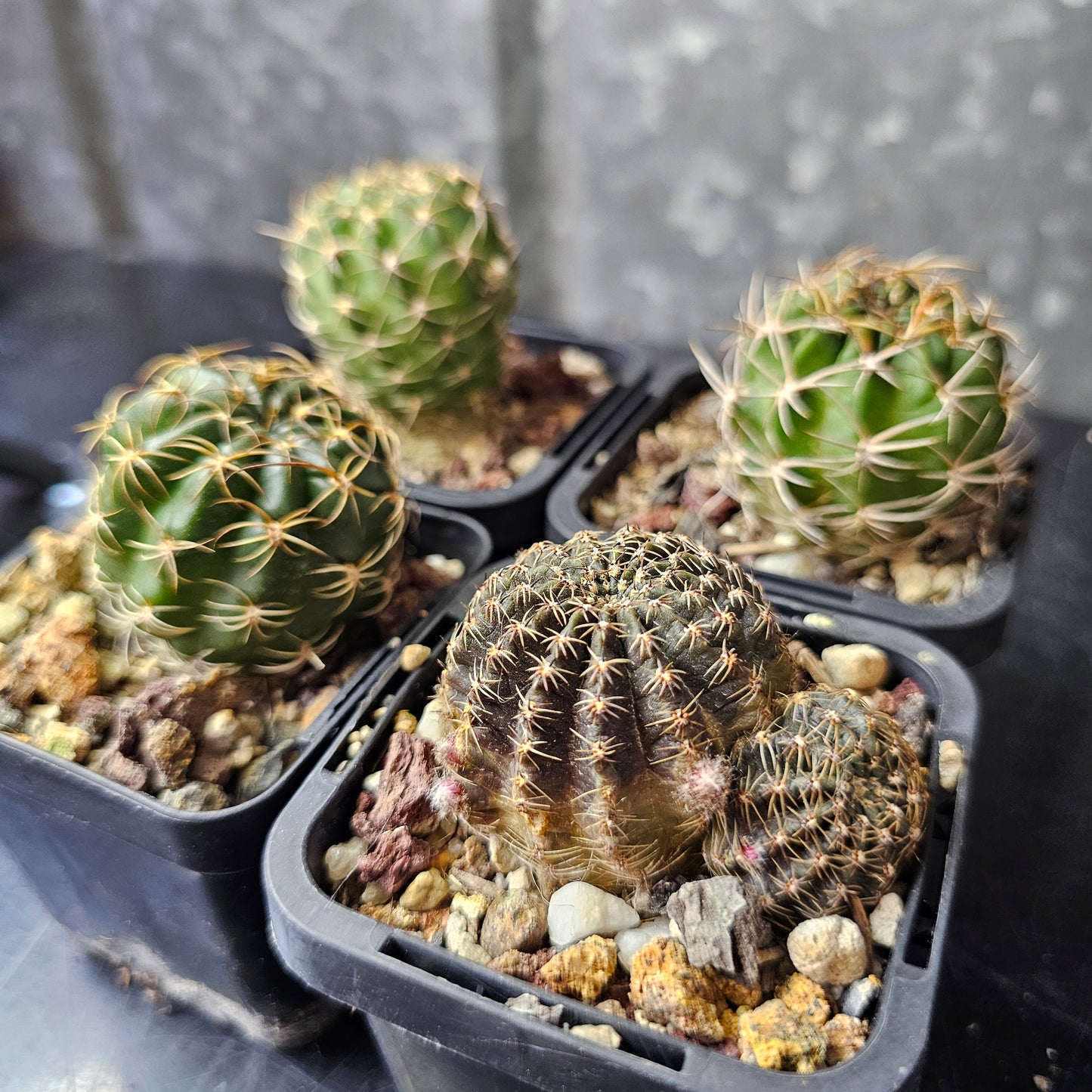 Cactus bundle – 4 plants (Lobivia Species & Hybrid Combo)