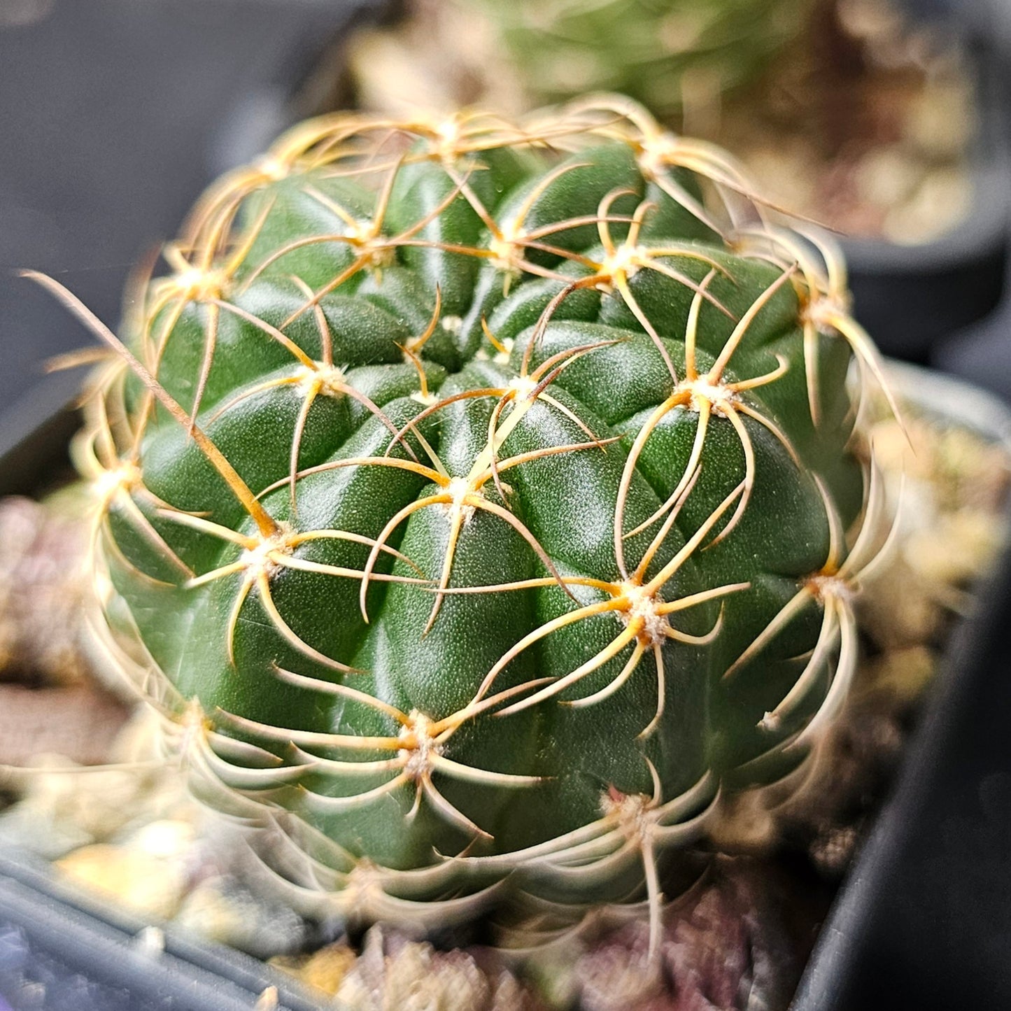 Cactus bundle – 4 plants (Lobivia Species & Hybrid Combo)