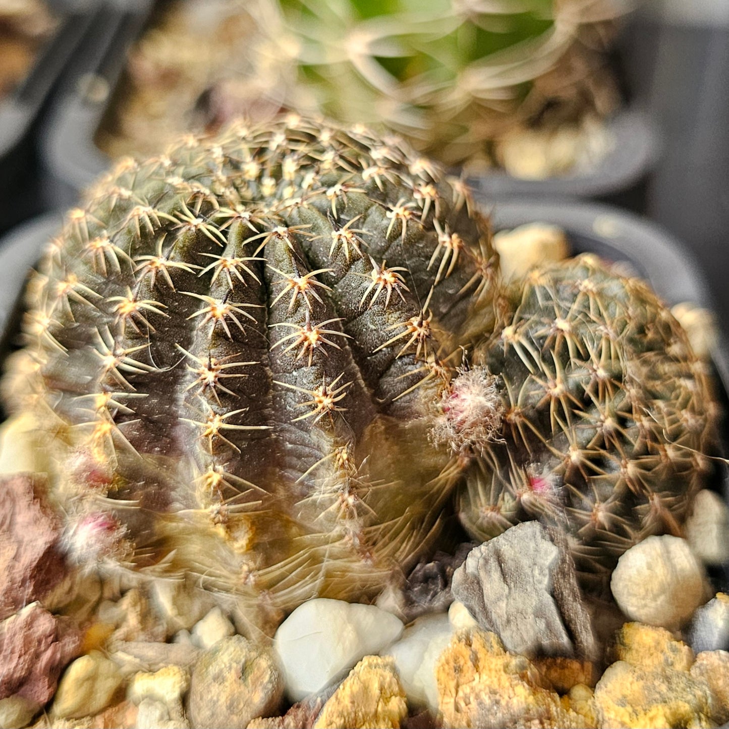 Cactus bundle – 4 plants (Lobivia Species & Hybrid Combo)