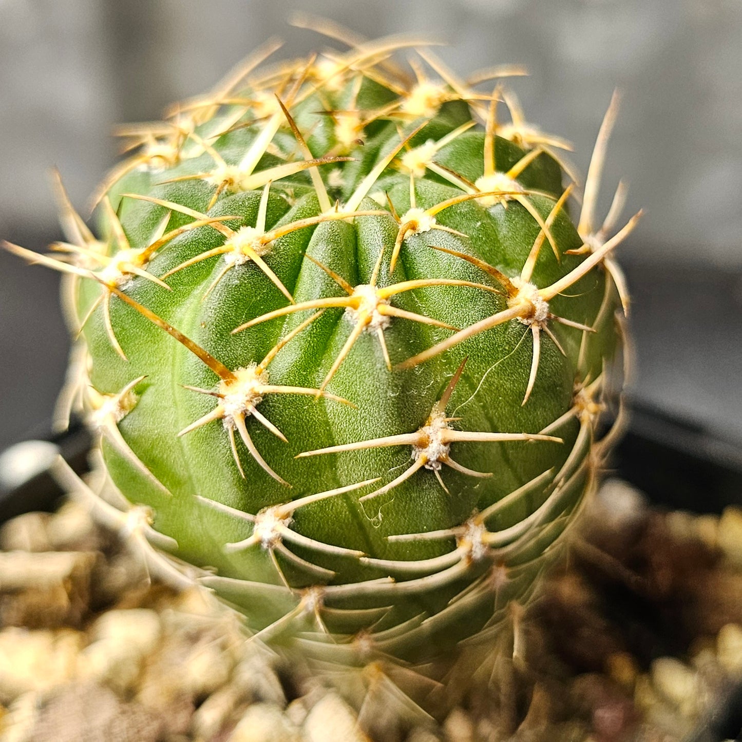 Cactus bundle – 4 plants (Lobivia Species & Hybrid Combo)