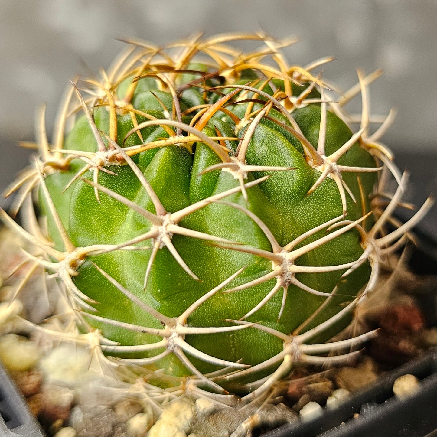 Cactus bundle – 4 plants (Lobivia Species & Hybrid Combo)