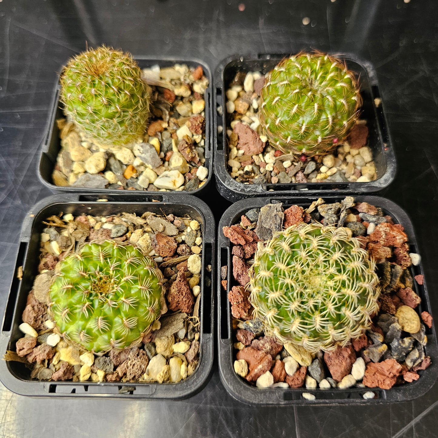 Cactus bundle – 4 plants (Sensational Sulcorebutia)