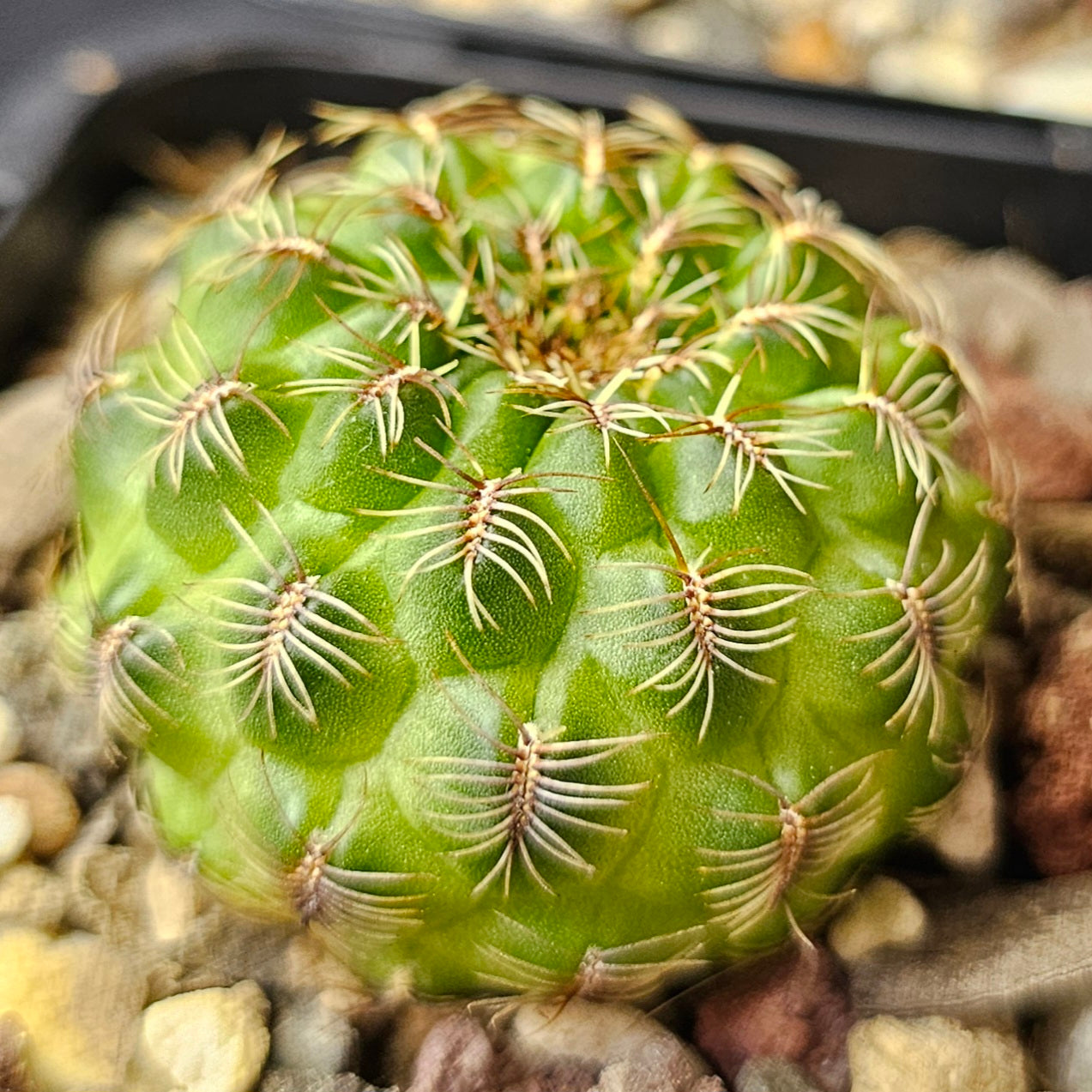 Cactus bundle – 4 plants (Sensational Sulcorebutia)