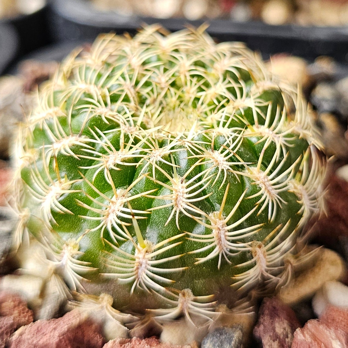 Cactus bundle – 4 plants (Sensational Sulcorebutia)