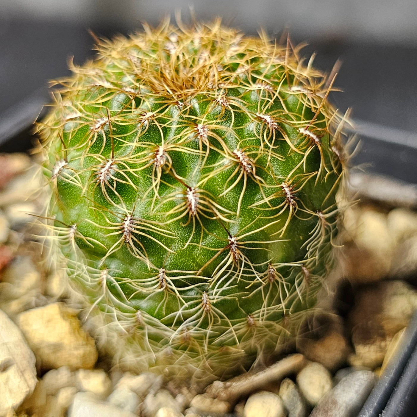 Cactus bundle – 4 plants (Sensational Sulcorebutia)