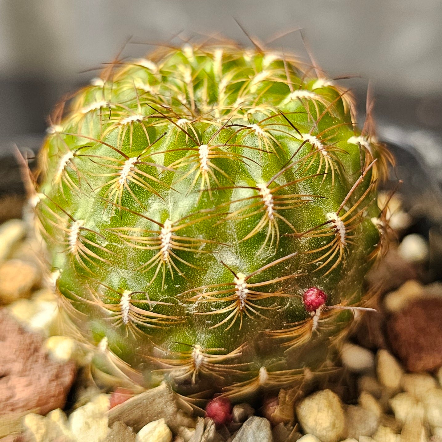 Cactus bundle – 4 plants (Sensational Sulcorebutia)
