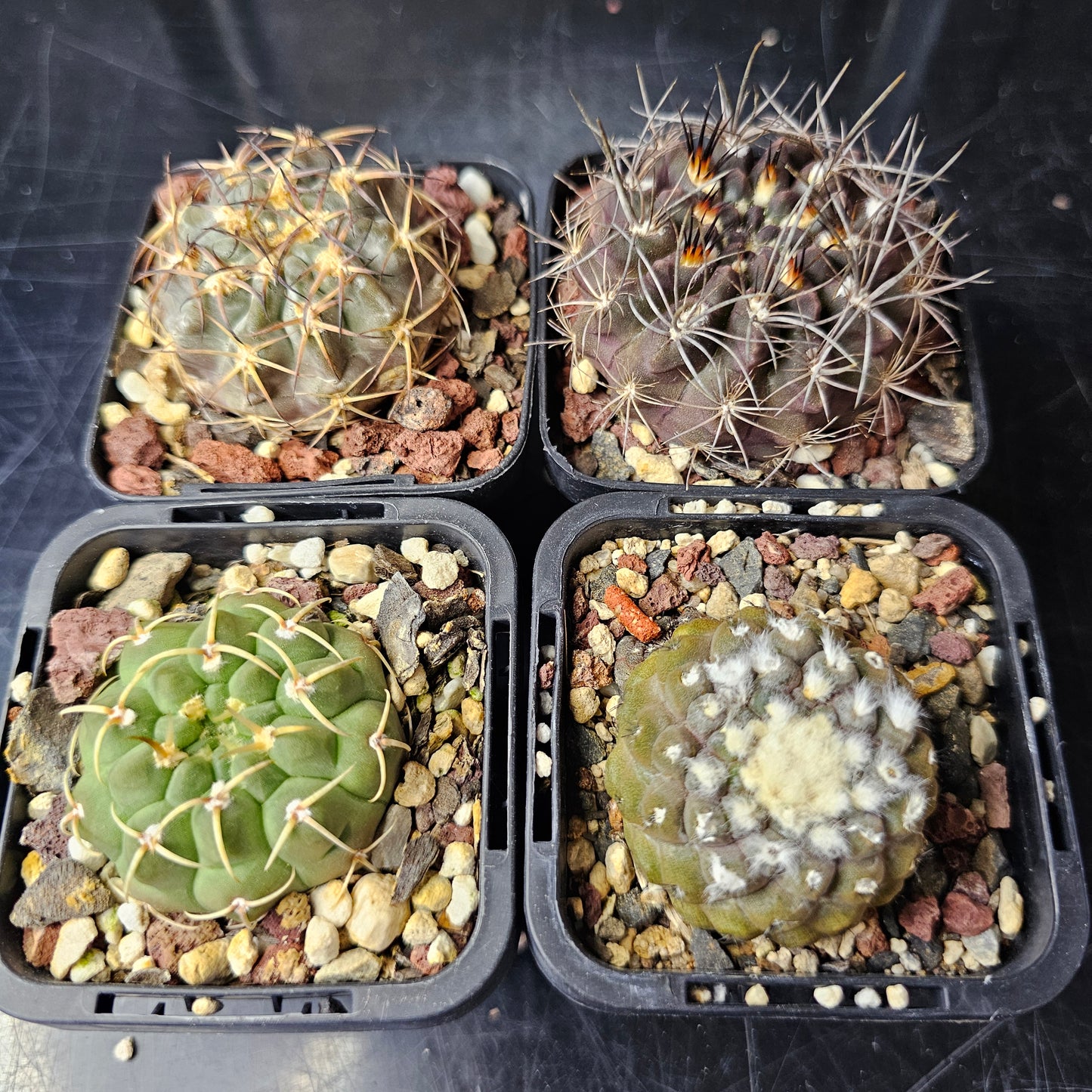 Cactus bundle – 4 plants (Slow-Build Classics)