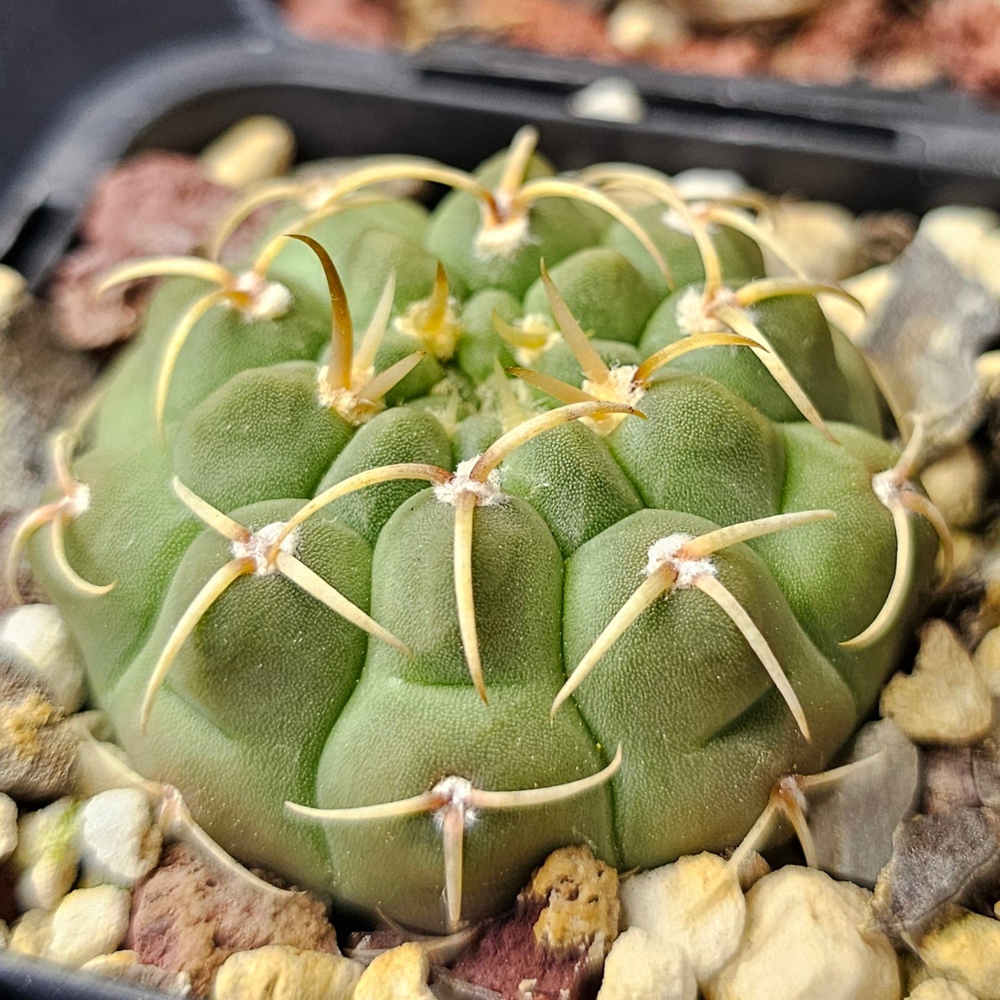 Cactus bundle – 4 plants (Slow-Build Classics)