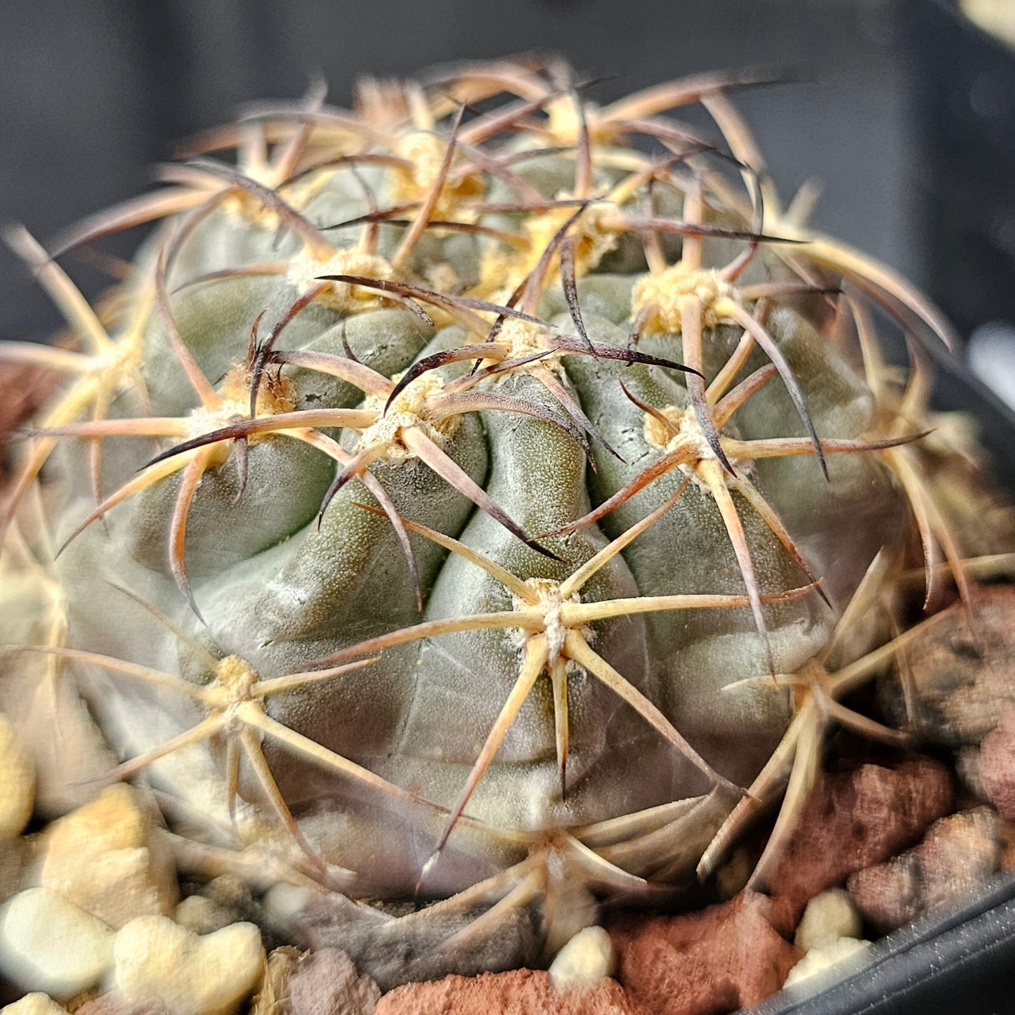 Cactus bundle – 4 plants (Slow-Build Classics)