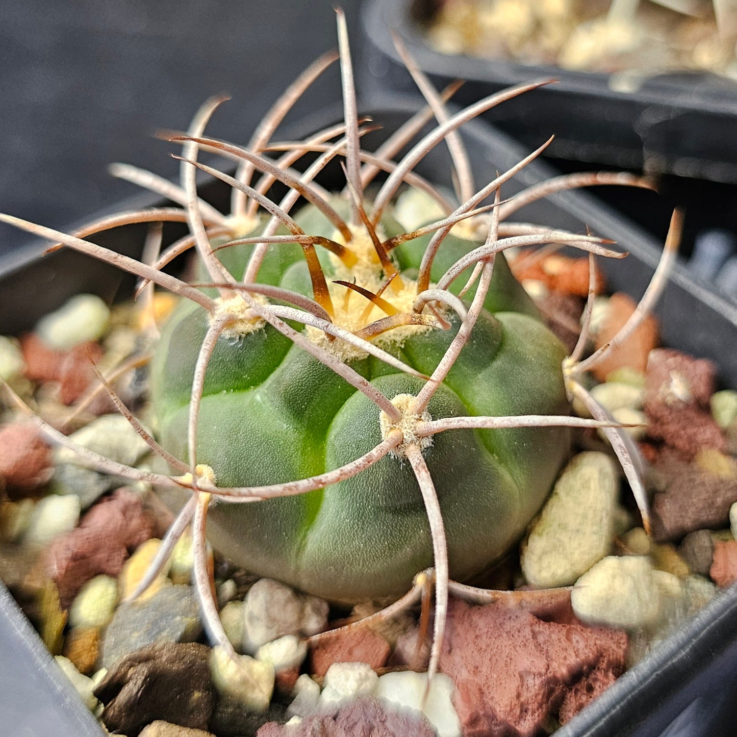 Cactus bundle – 4 plants (Select Gymnocalycium Forms)