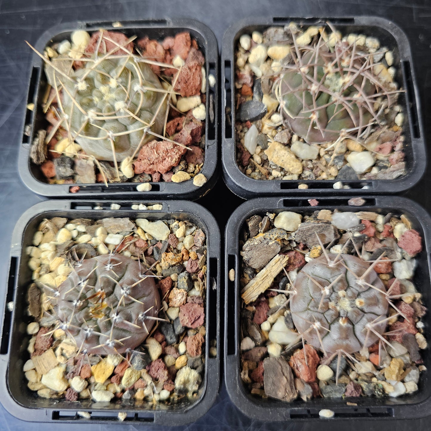 Cactus bundle – 4 plants (Fierce & Frosty)
