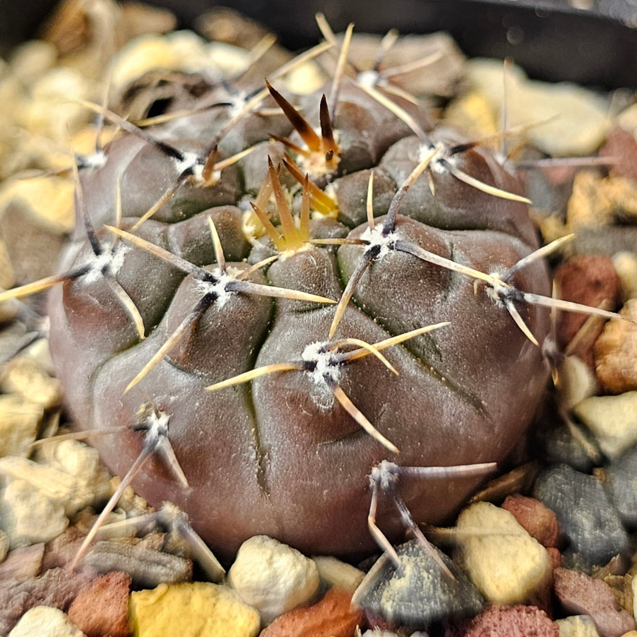 Cactus bundle – 4 plants (Fierce & Frosty)