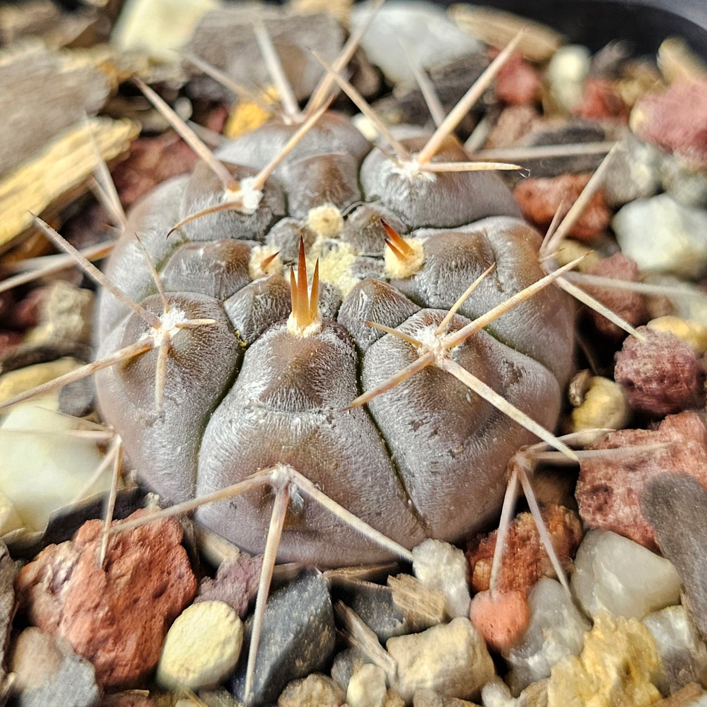 Cactus bundle – 4 plants (Fierce & Frosty)