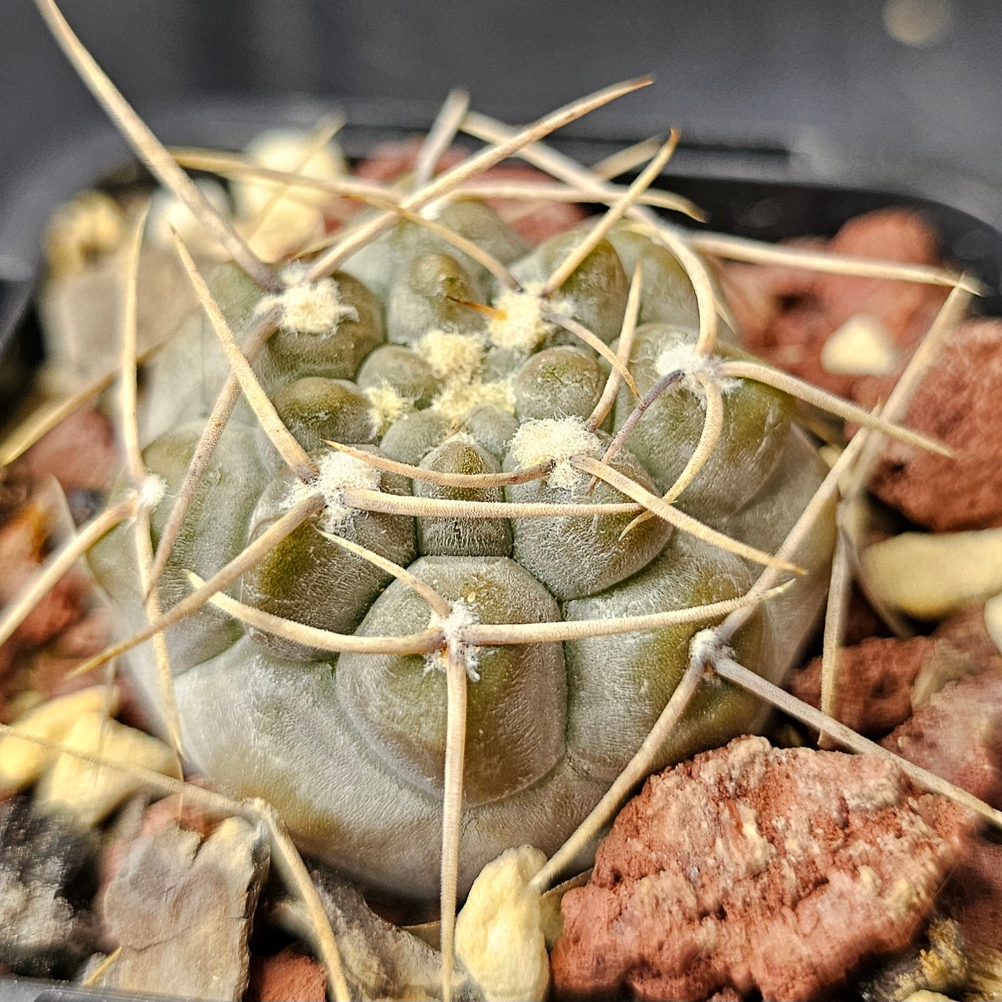 Cactus bundle – 4 plants (Fierce & Frosty)