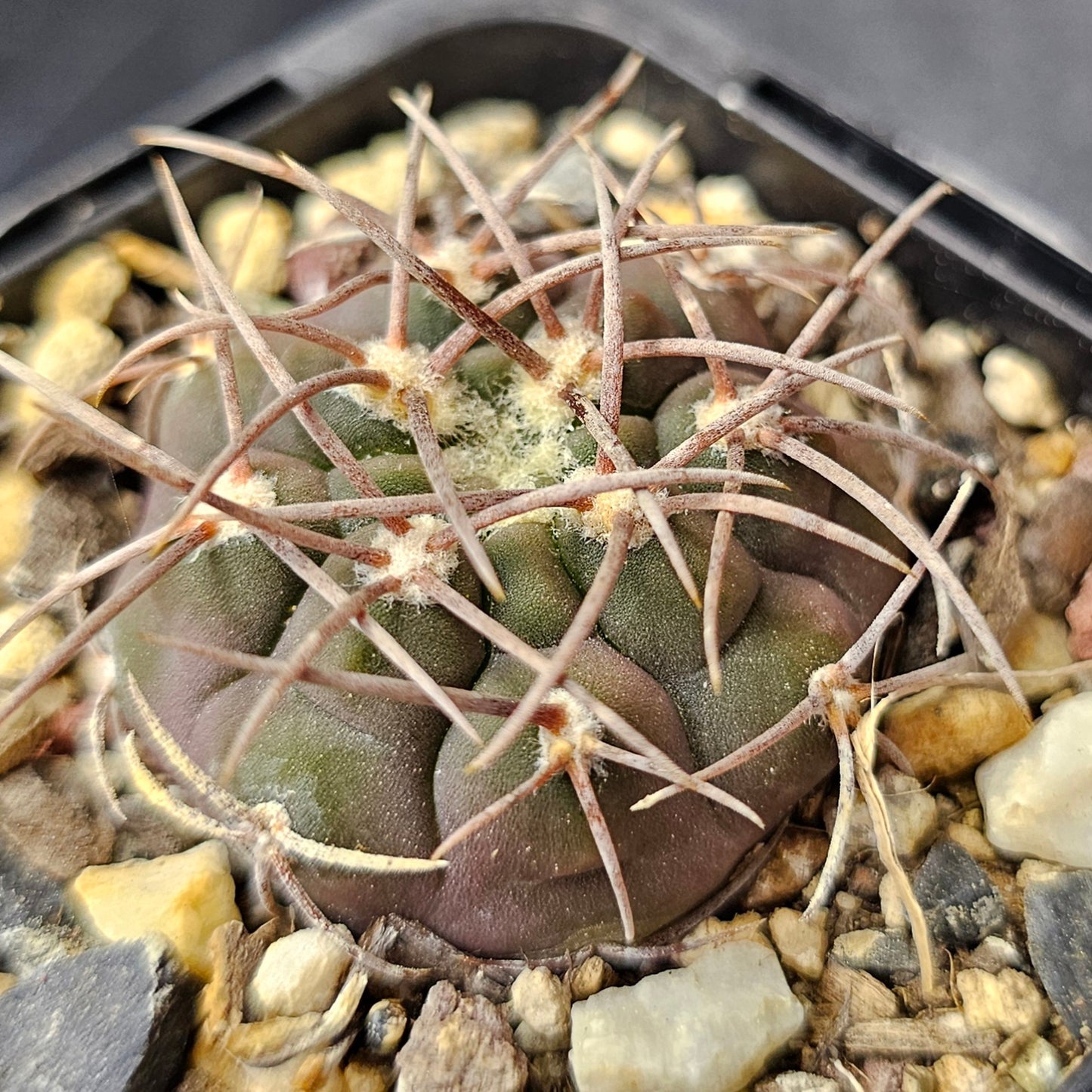 Cactus bundle – 4 plants (Fierce & Frosty)