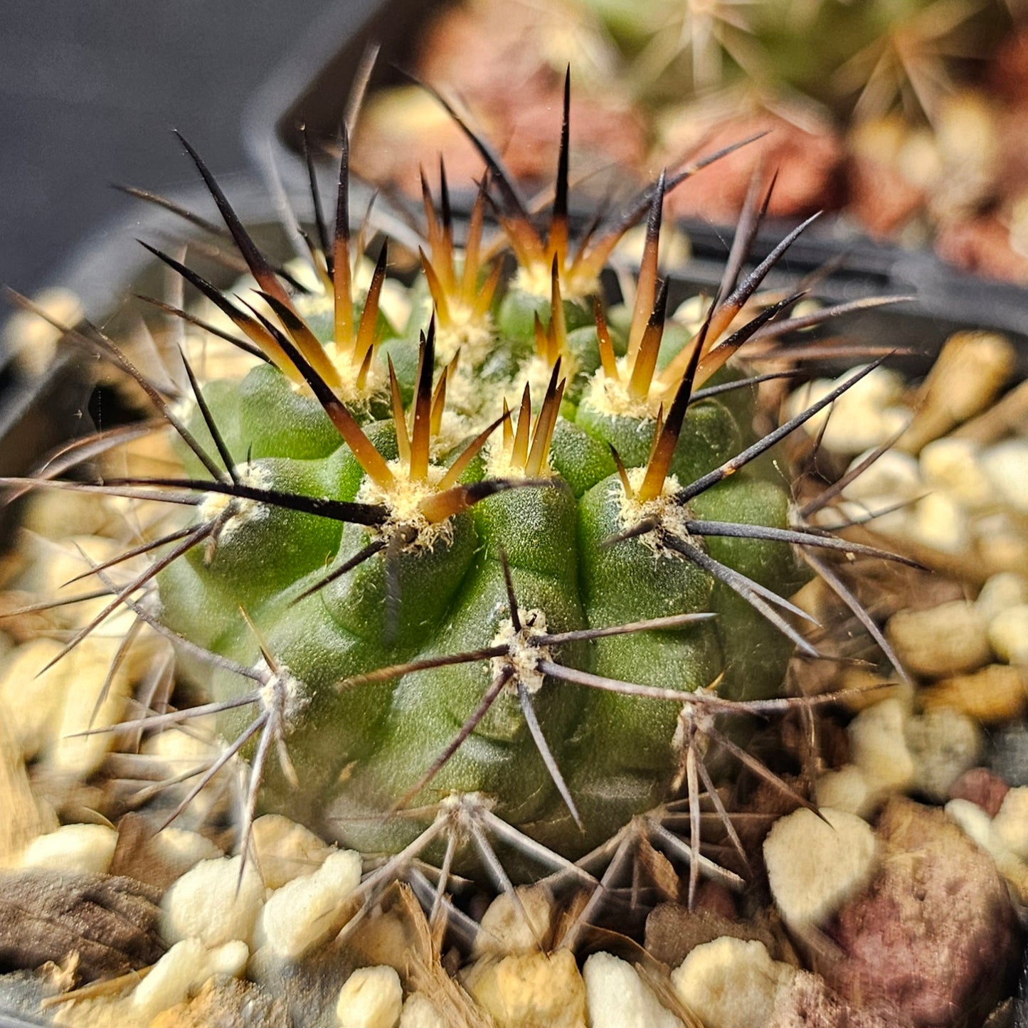 Cactus bundle – 4 plants (Savage Collection)