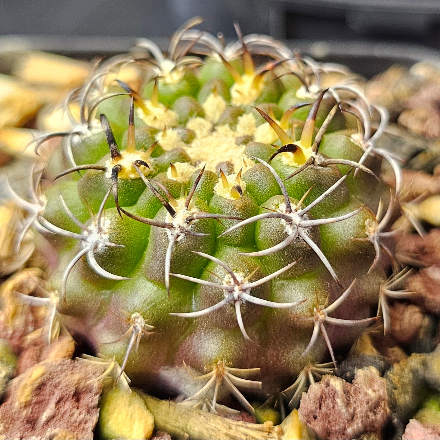 Cactus bundle – 4 plants (Savage Collection)