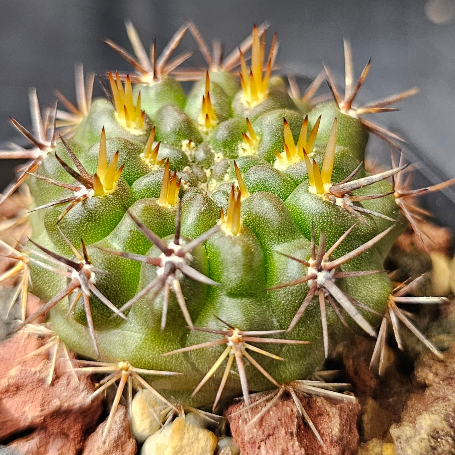 Cactus bundle – 4 plants (Savage Collection)
