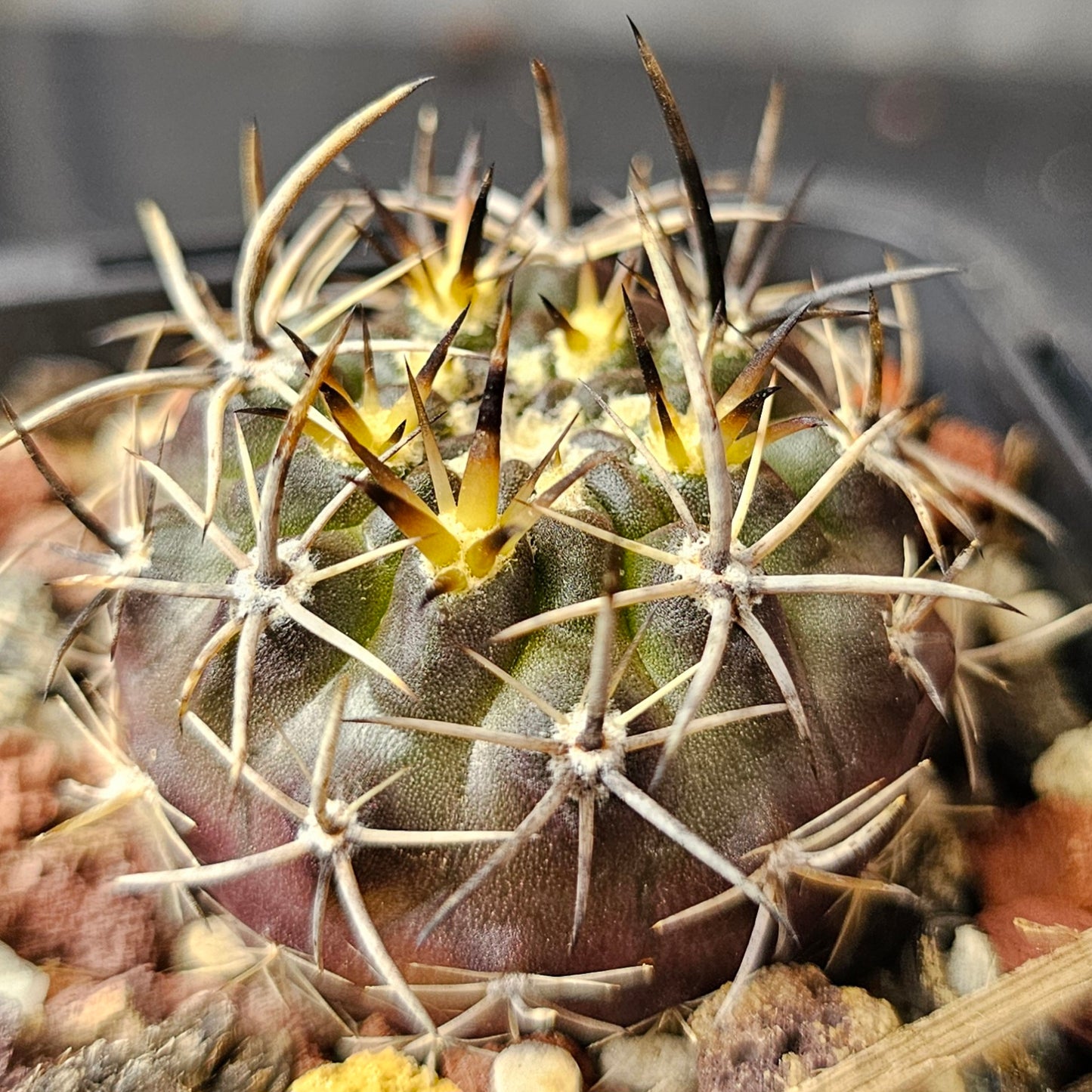 Cactus bundle – 4 plants (Savage Collection)