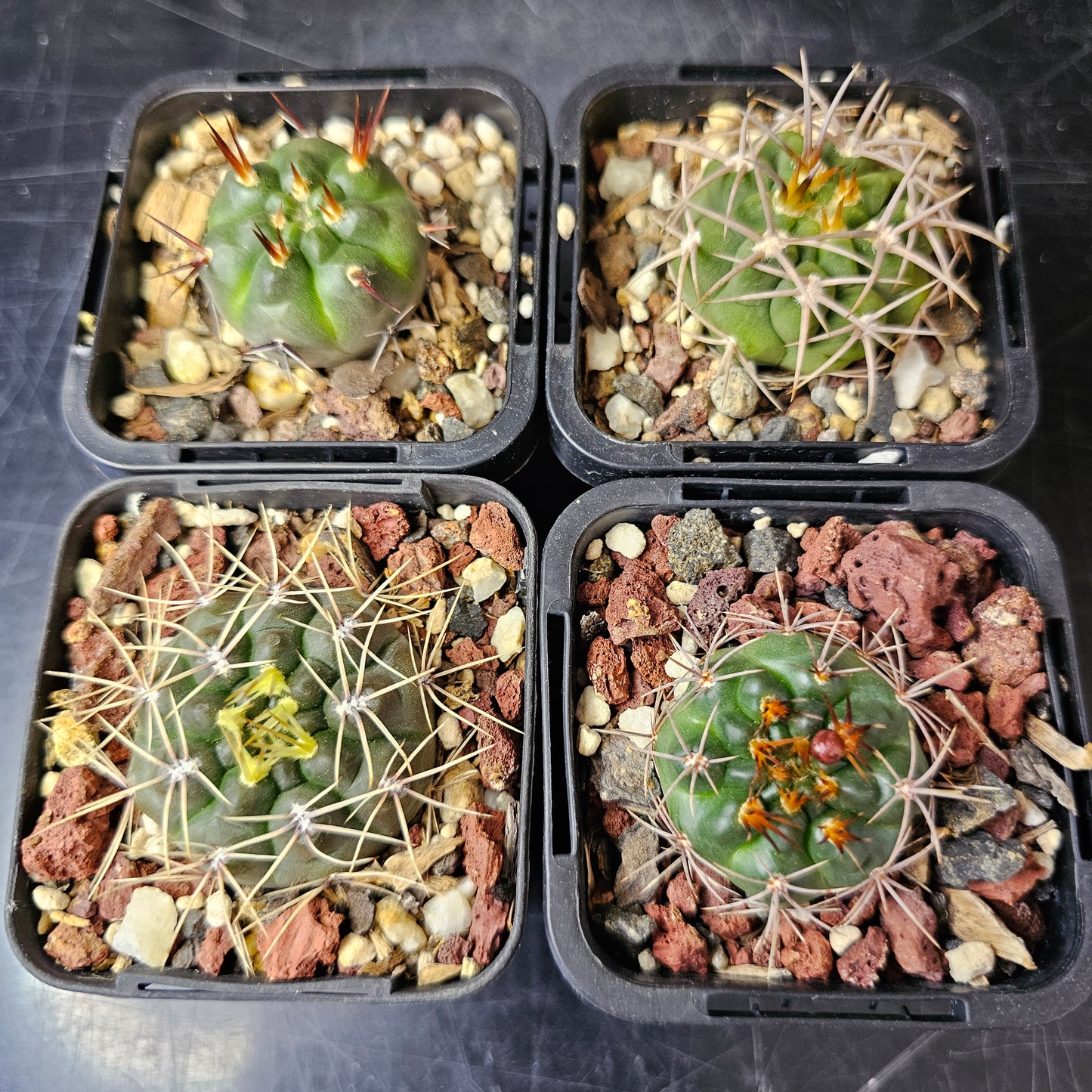 Cactus bundle – 4 plants (Electric Spines)