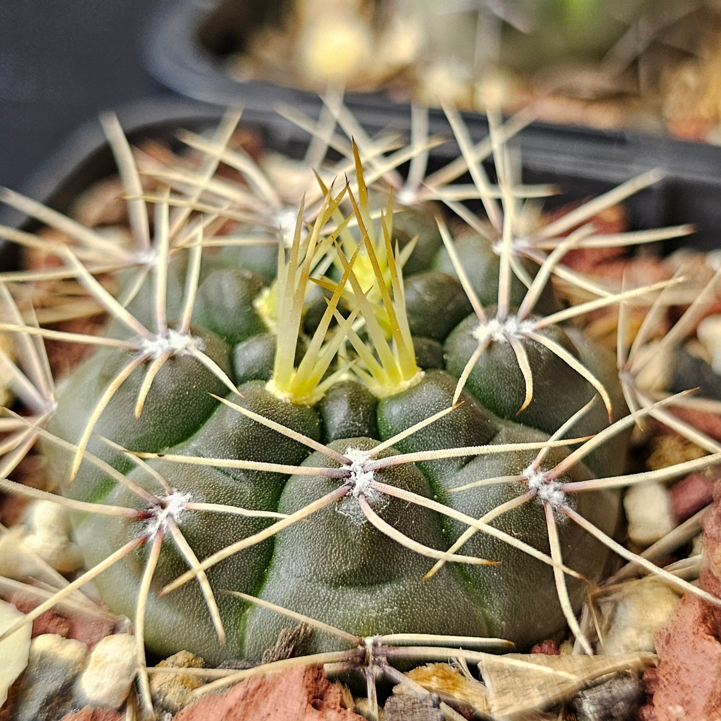 Cactus bundle – 4 plants (Electric Spines)