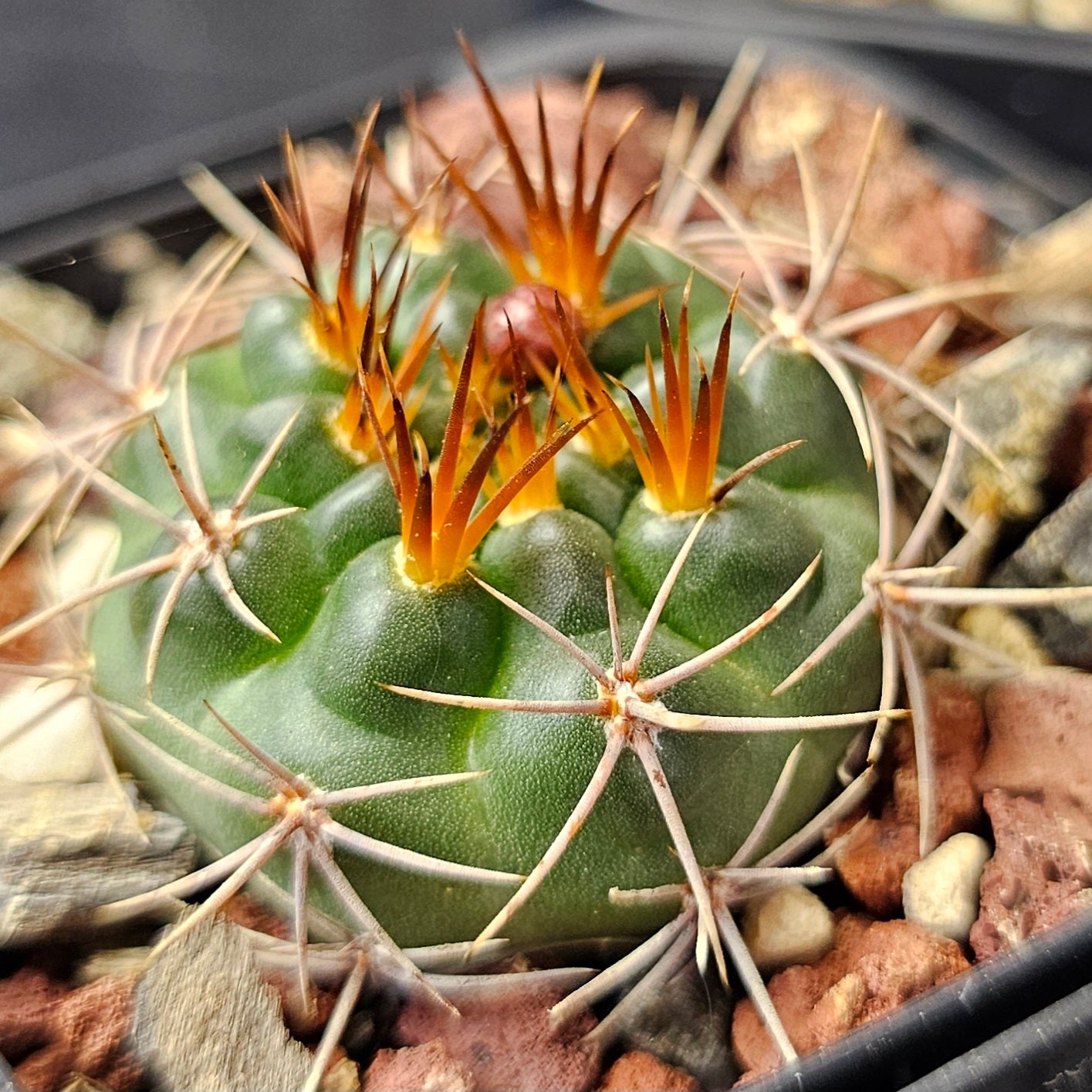 Cactus bundle – 4 plants (Electric Spines)