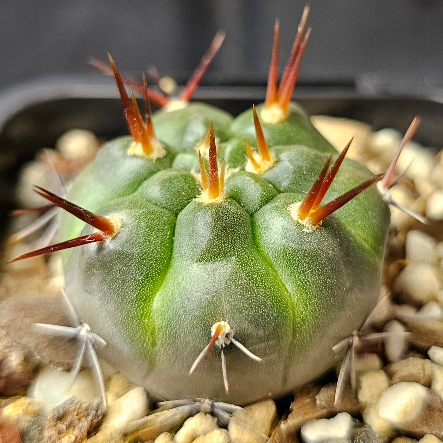 Cactus bundle – 4 plants (Electric Spines)