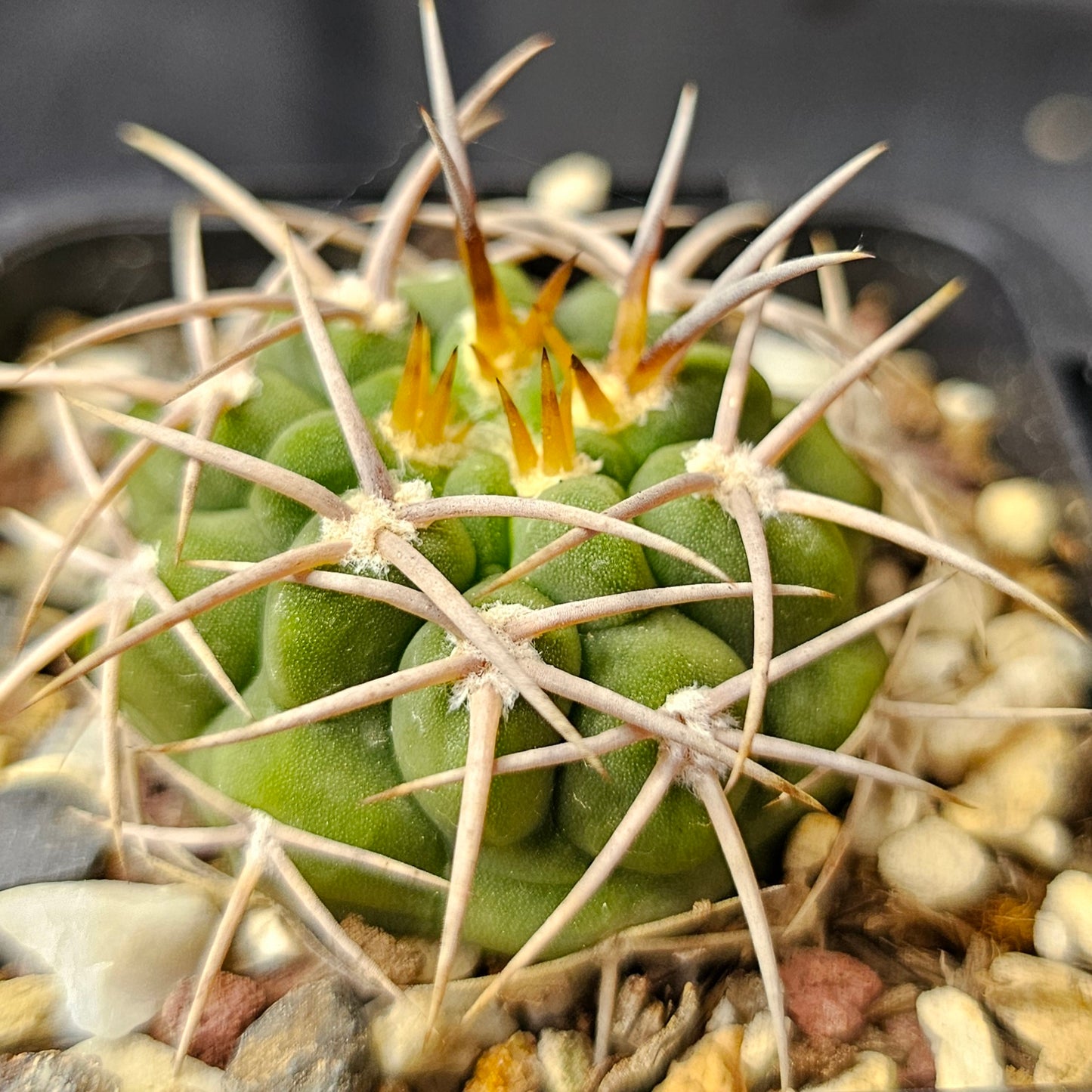 Cactus bundle – 4 plants (Electric Spines)