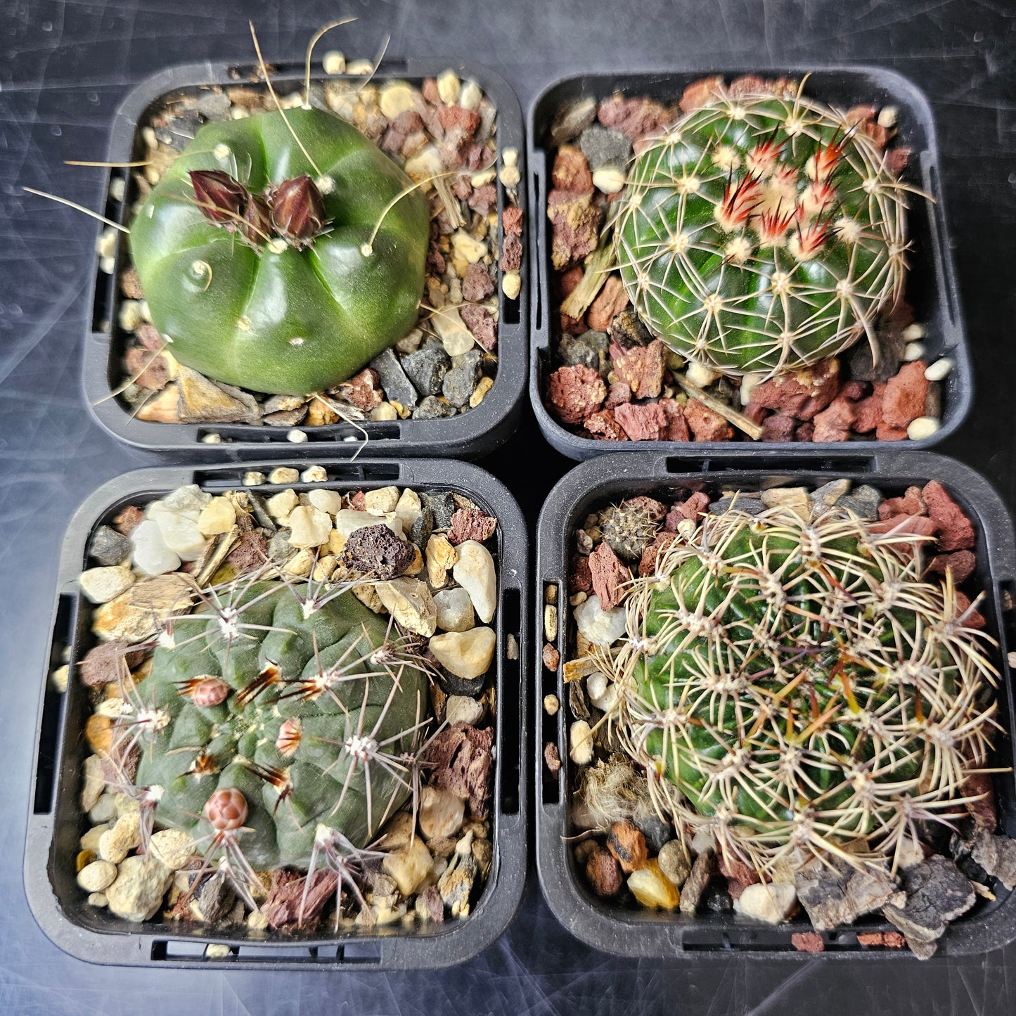 Cactus bundle – 4 plants (Eclectic Mix)