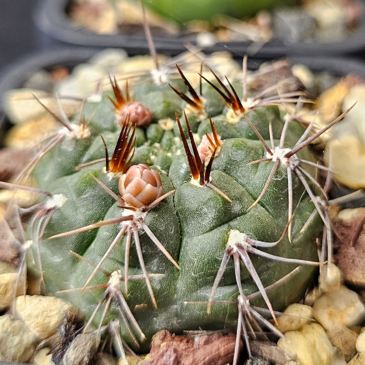 Cactus bundle – 4 plants (Eclectic Mix)