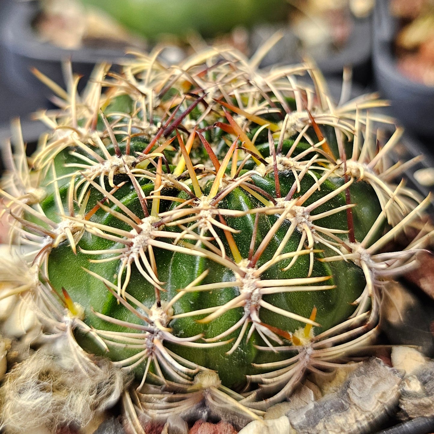 Cactus bundle – 4 plants (Eclectic Mix)