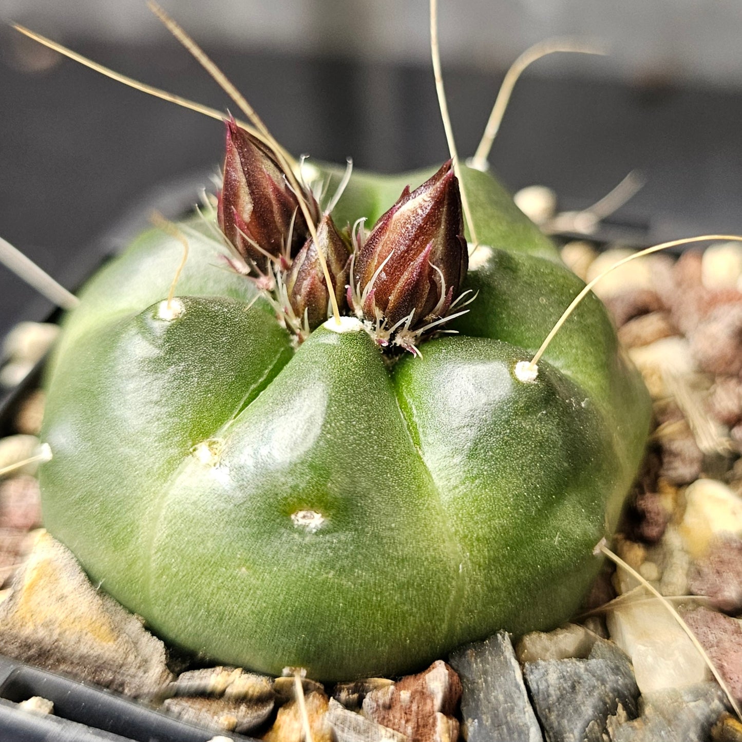 Cactus bundle – 4 plants (Eclectic Mix)