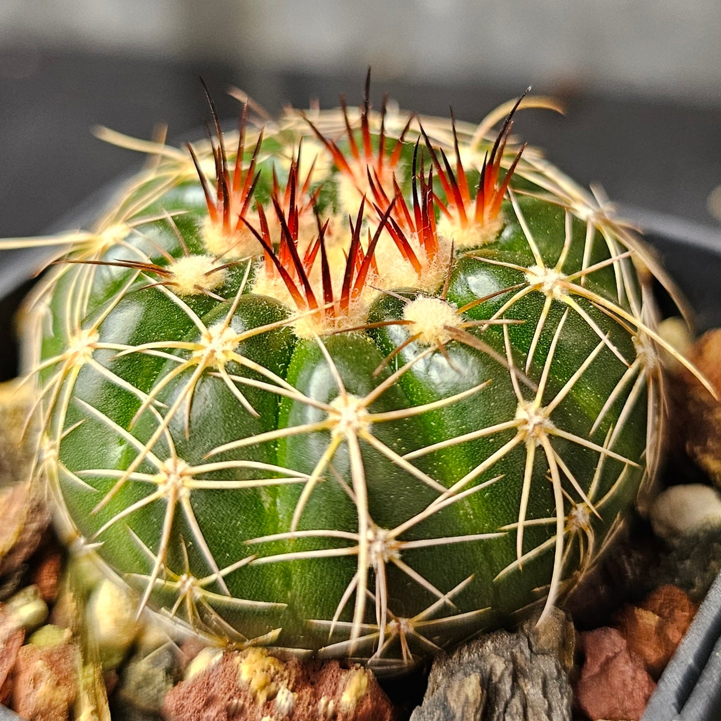 Cactus bundle – 4 plants (Eclectic Mix)