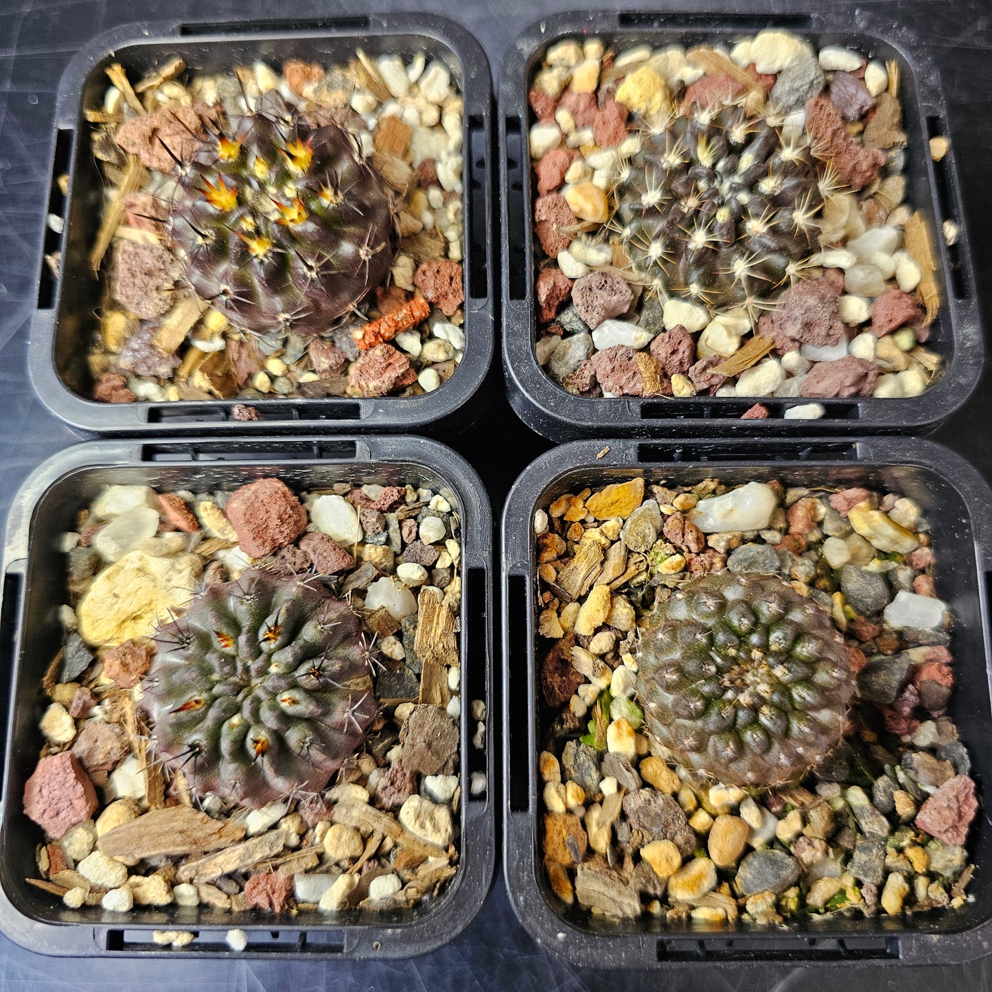 Cactus bundle – 4 plants (Dark Hybrids)