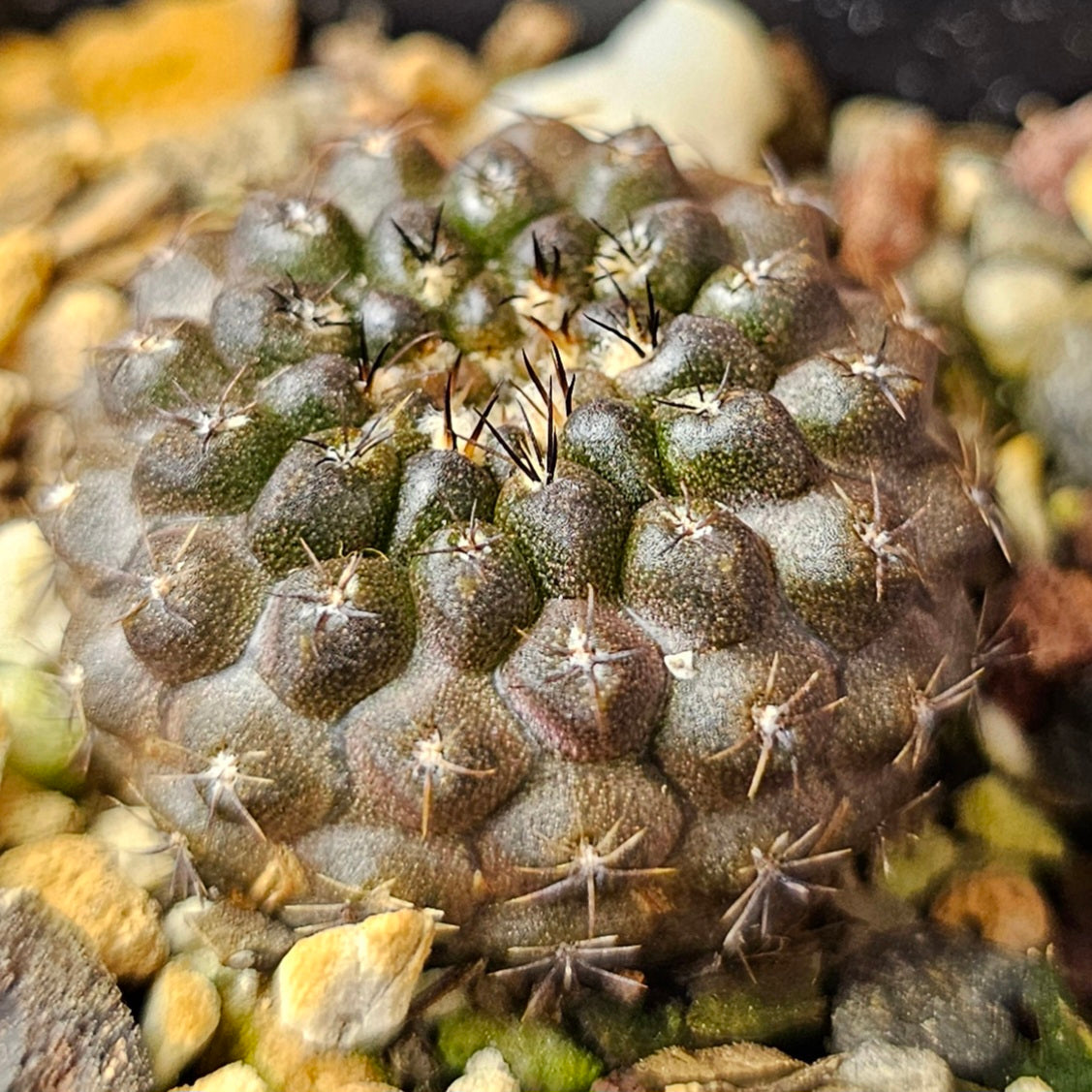 Cactus bundle – 4 plants (Dark Hybrids)